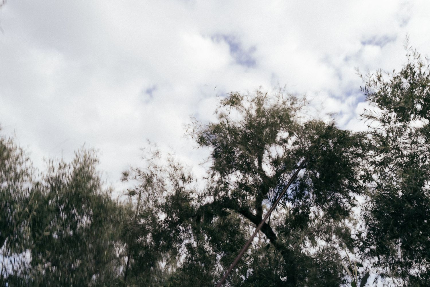 Cloudy sky view through olive tree branches with soft natural lighting.