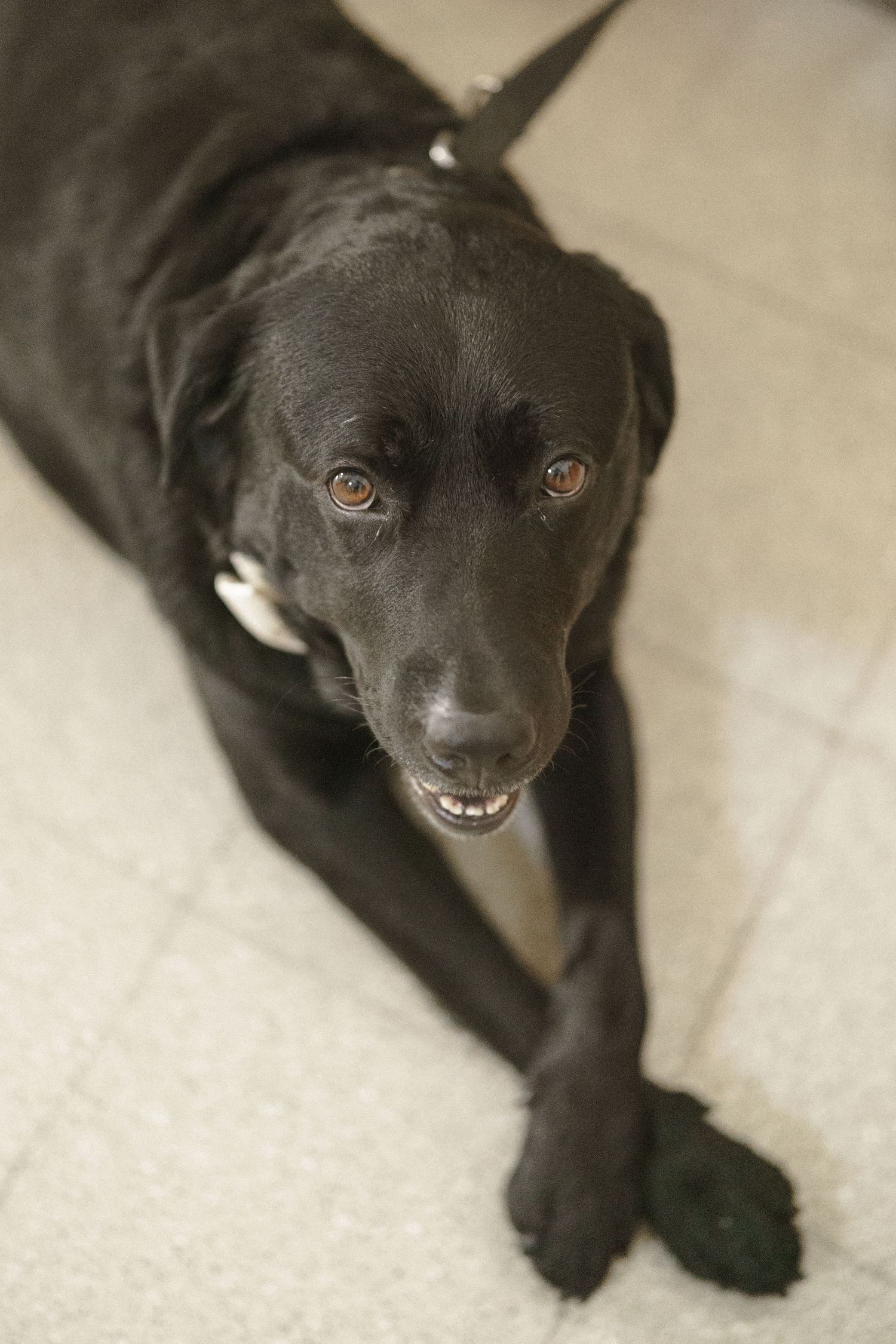 Smiling black Labrador dog lying on light colored floor looking up at camera.