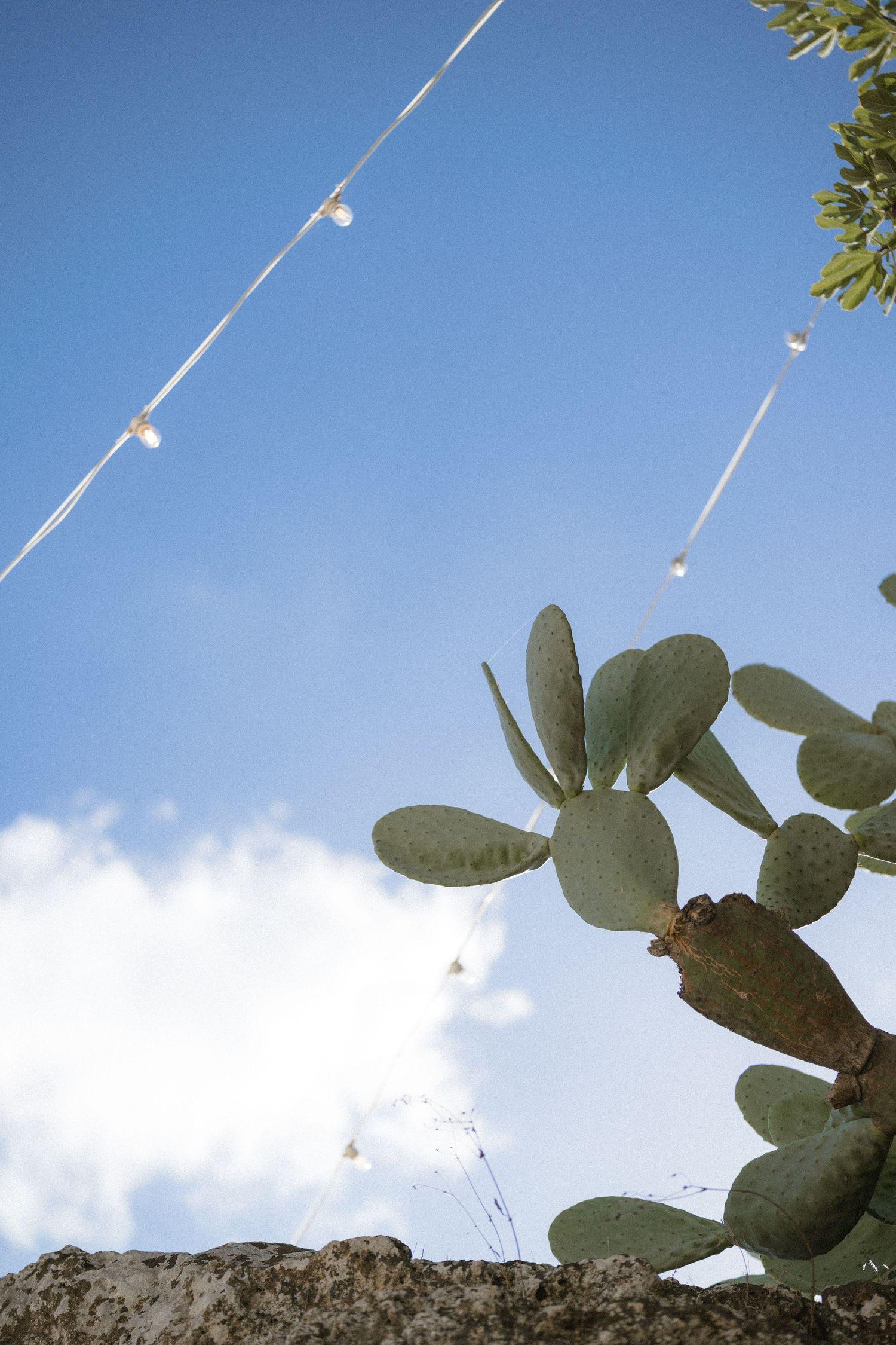 Prickly pear cactus pads rise against a bright blue sky with string lights stretched overhead and a stone wall below.