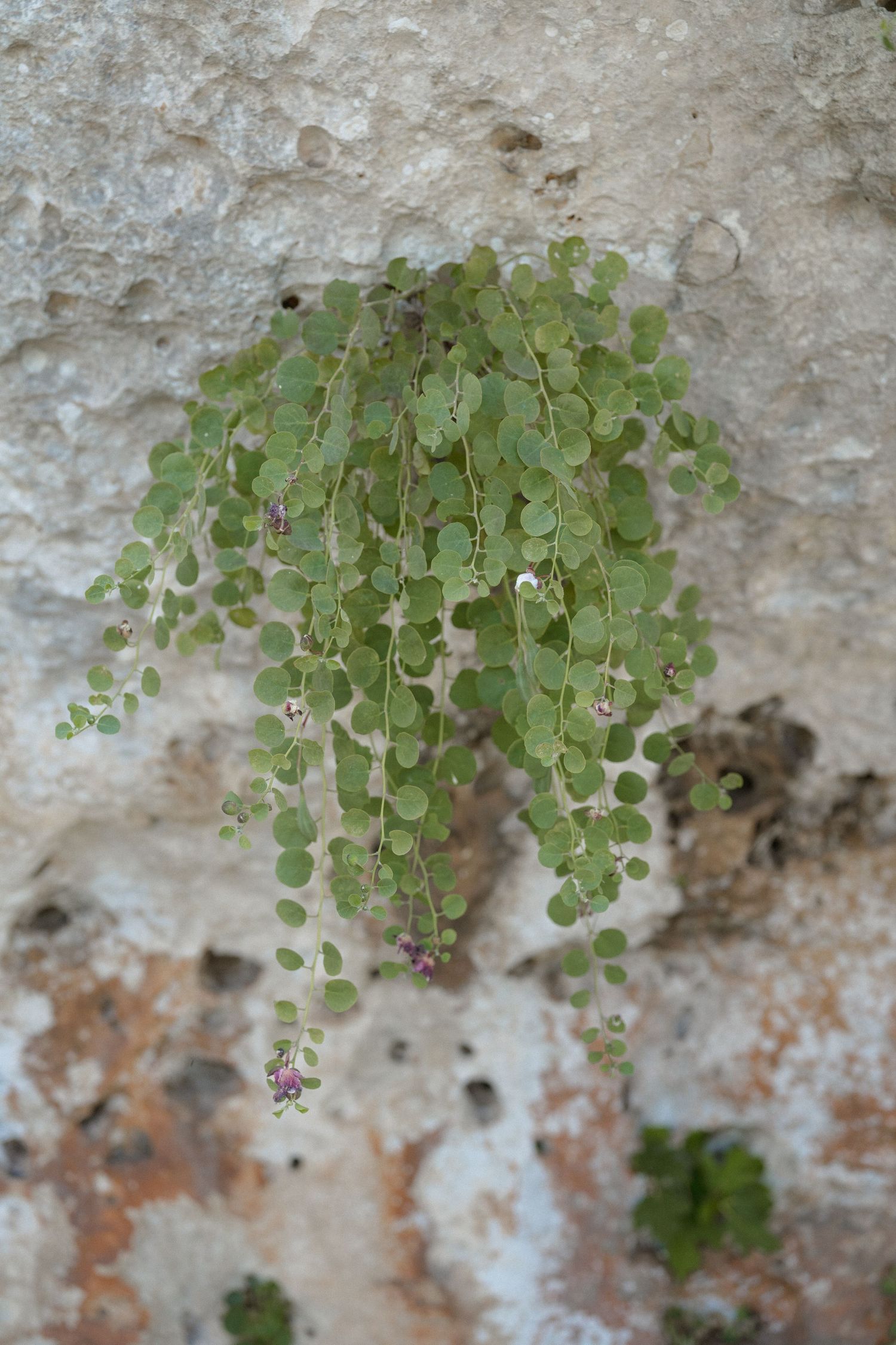 Delicate green vine leaves cascading down a weathered stone wall.