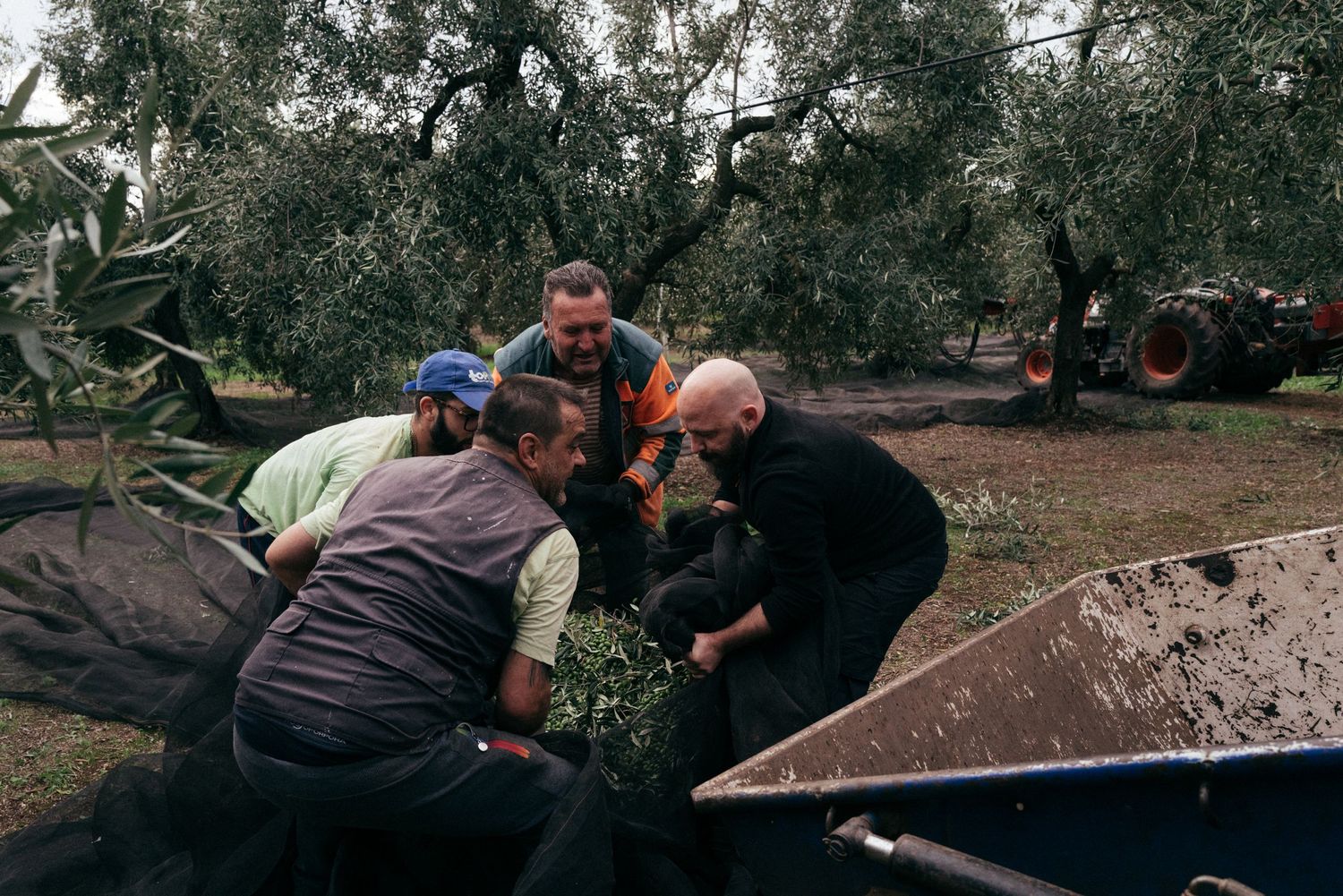 Team working together to sort harvested olive branches in large container.