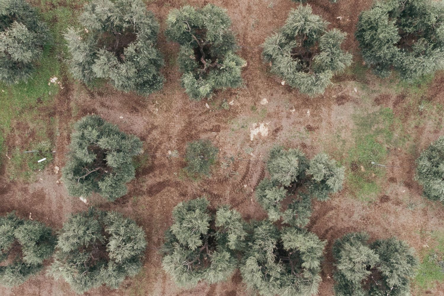 Aerial view of olive grove showing trees and reddish soil pattern.
