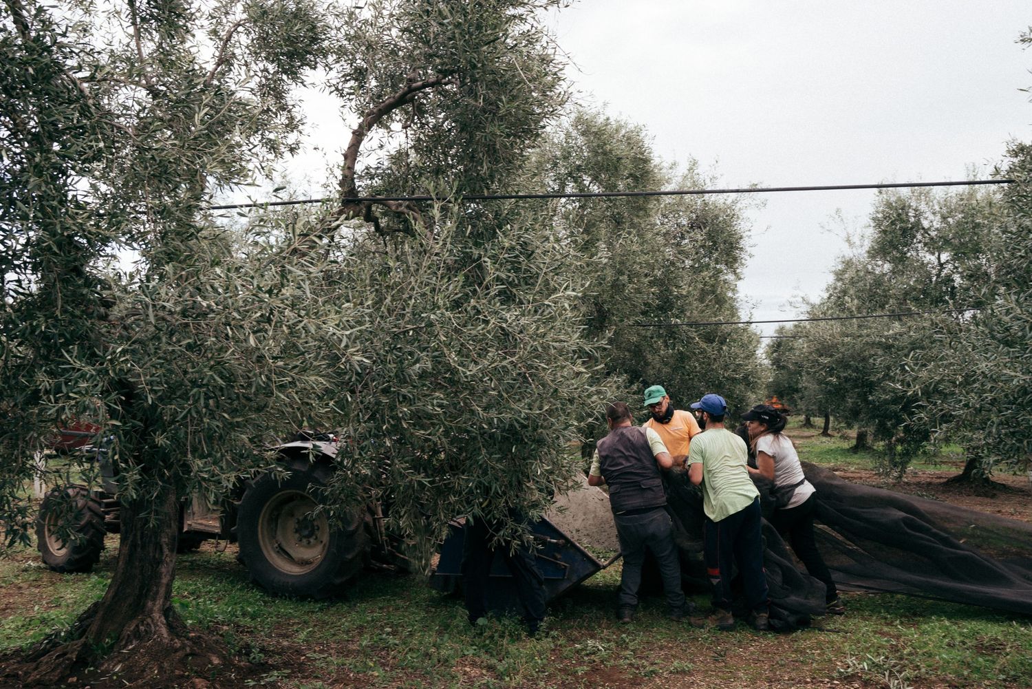 Group working together to spread harvesting nets under olive trees.