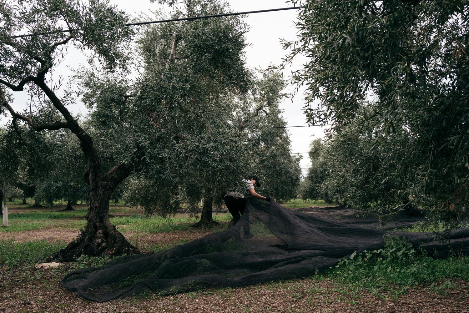 Black nets spread beneath olive trees during harvest season.