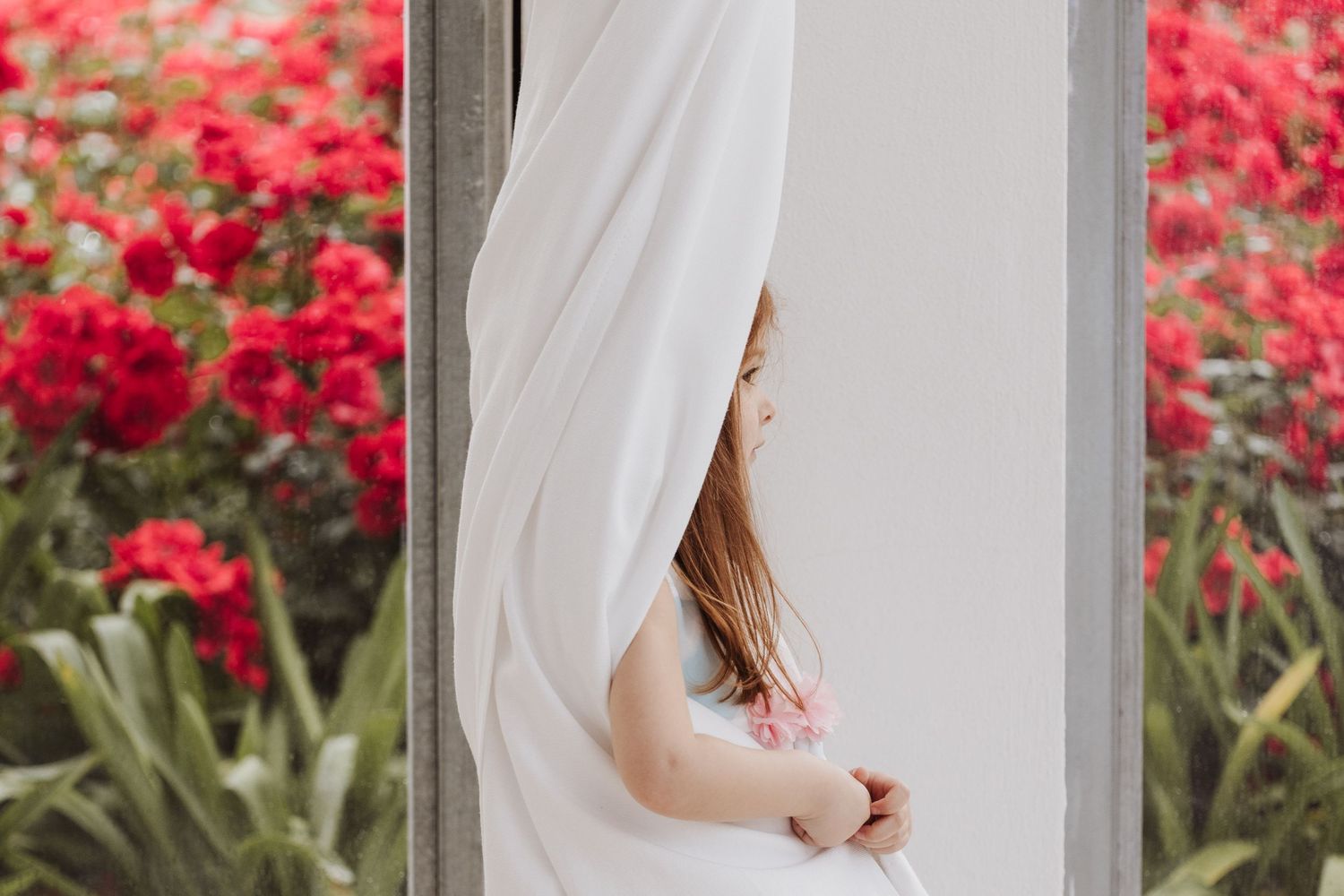White curtain billowing in breeze against backdrop of vibrant red flowers in garden.