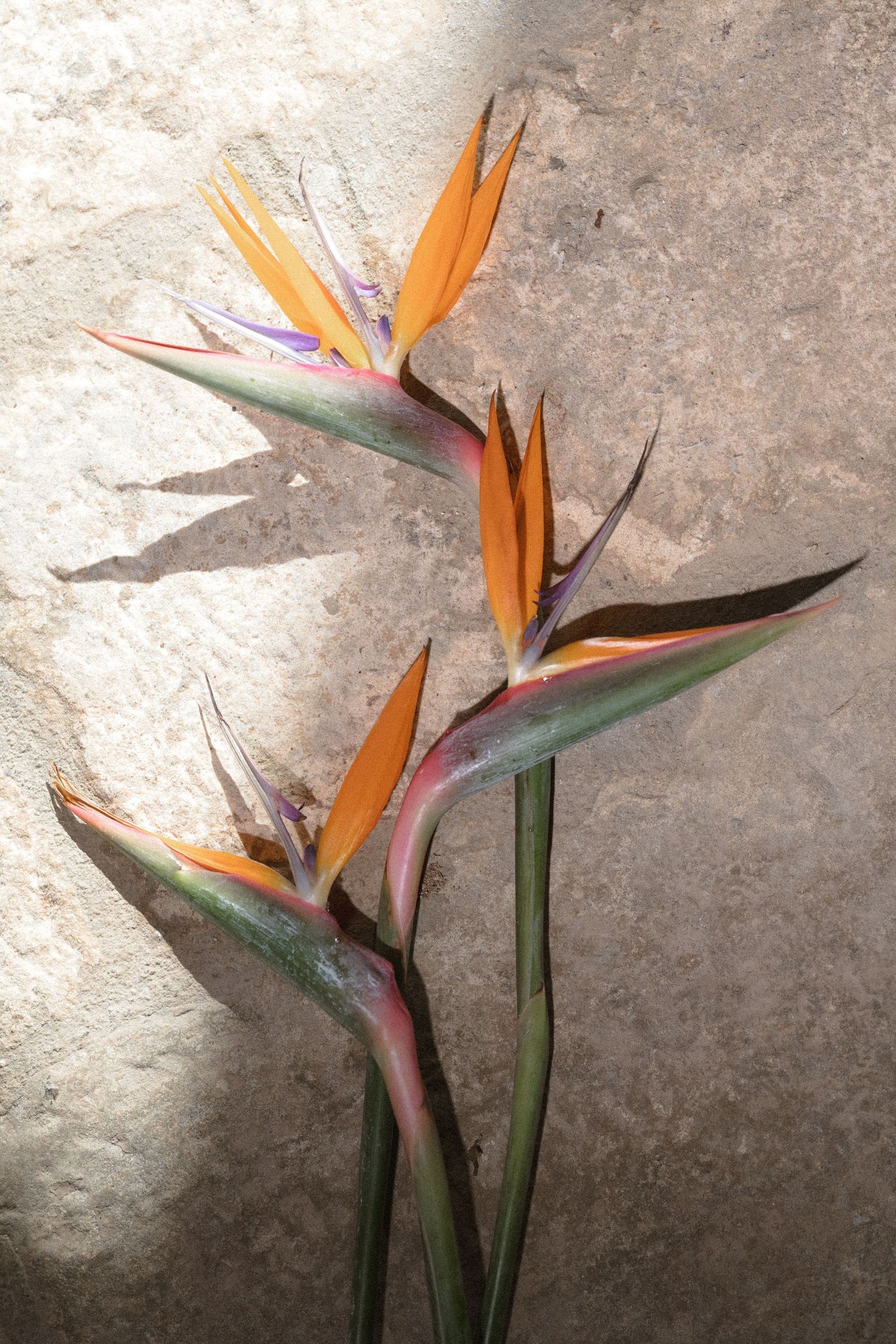 Three orange and blue bird of paradise flowers on green stems rest against a sunlit, textured stone wall.