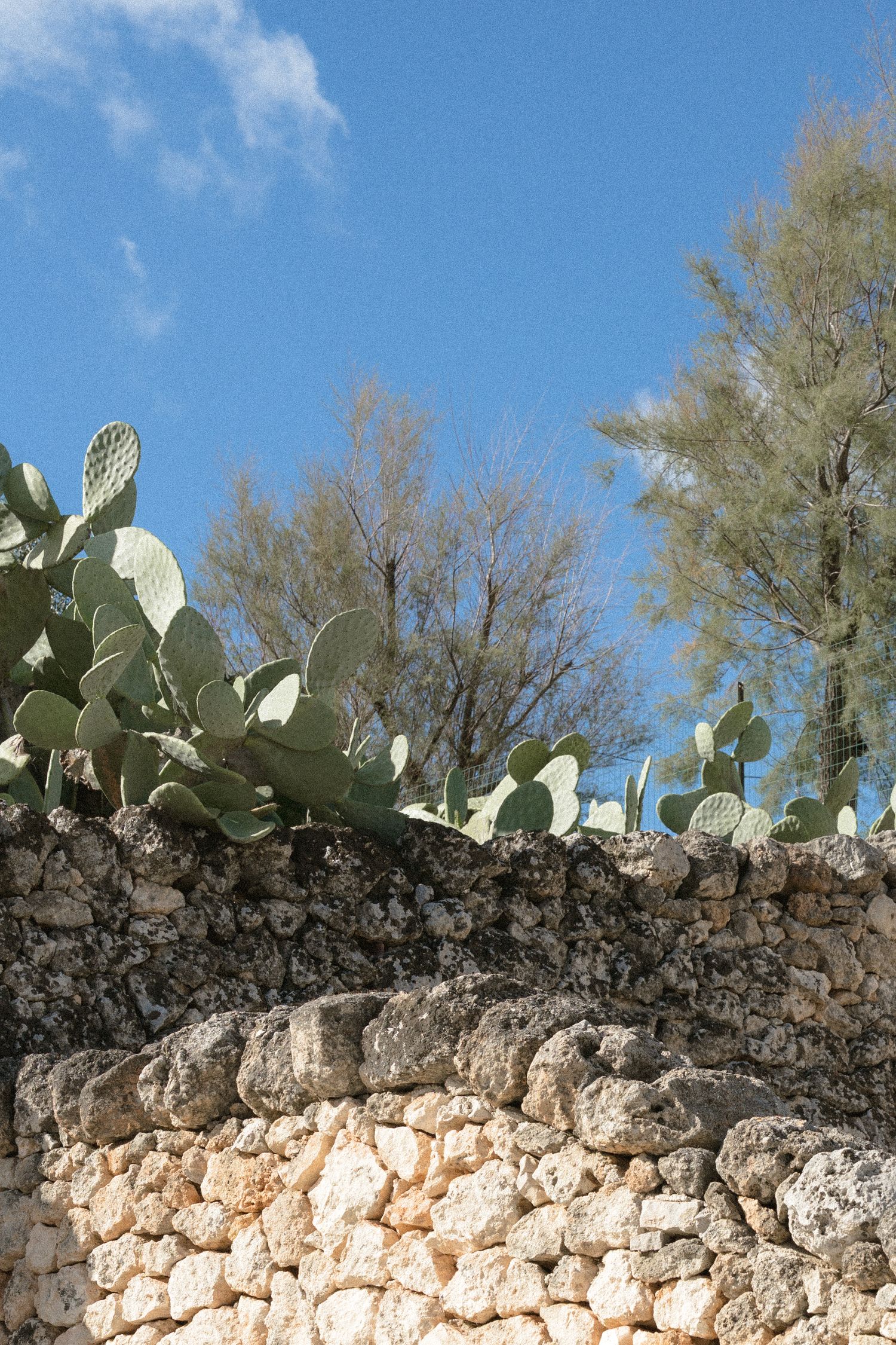 Prickly pear cacti and tall trees rise above a weathered rough limestone wall under a bright blue sky with wispy clouds.