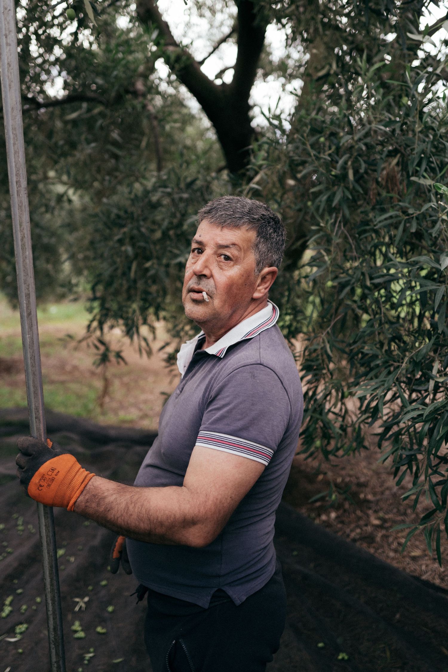 Worker in gray polo shirt and orange gloves works among olive trees.