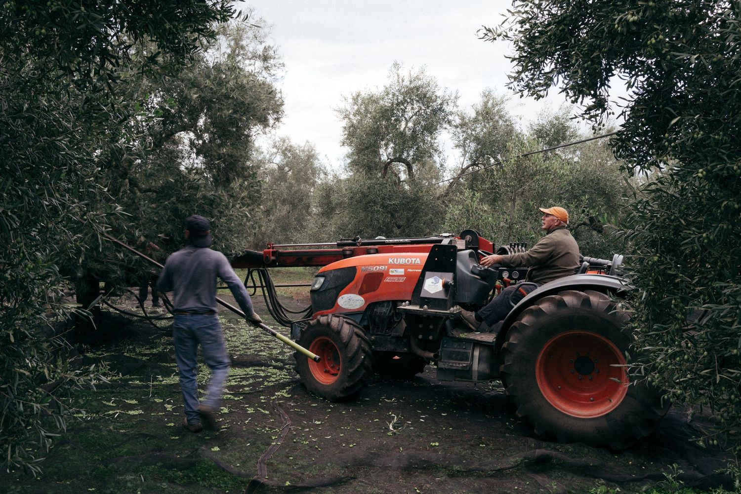 Workers and tractor stationed between olive trees during harvest season.