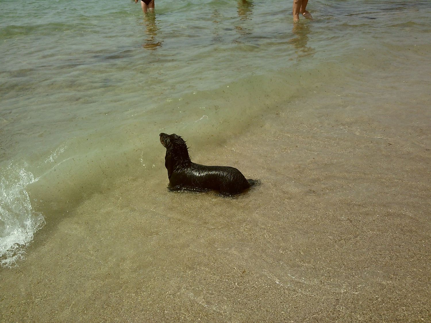 Seal playing in shallow water at the beach with people's feet visible in background.