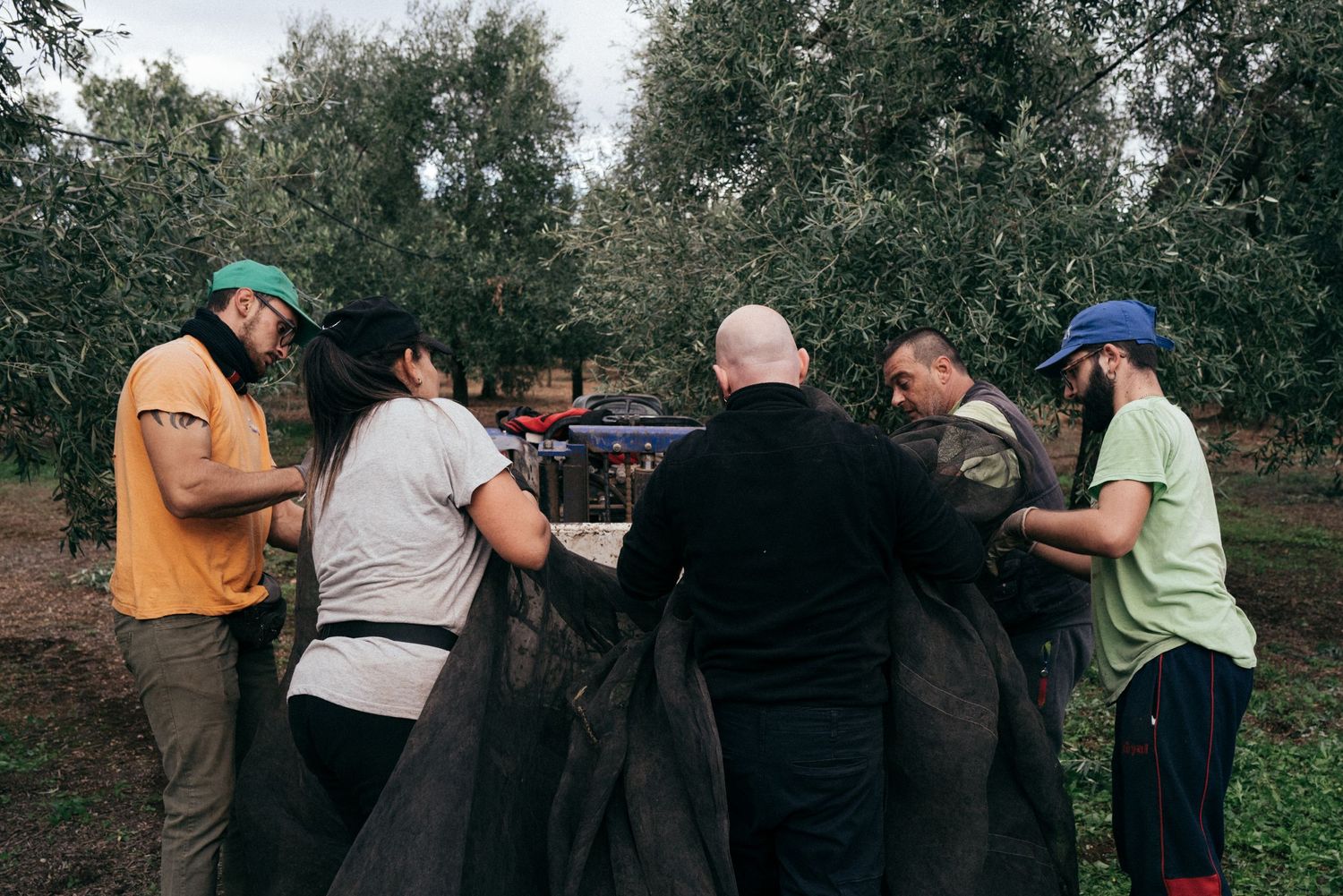 Group of workers collaborating to lay out nets under olive trees during harvest.