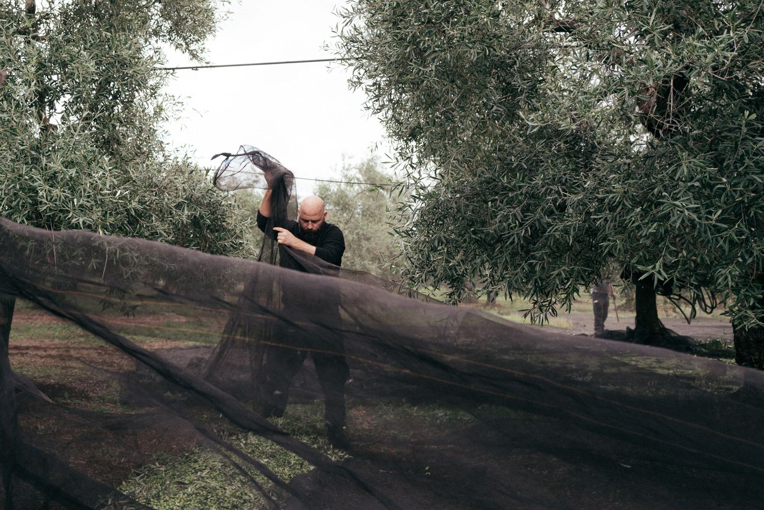 A figure in black clothing sits contemplatively on a hill against a backdrop of olive trees on a misty day.