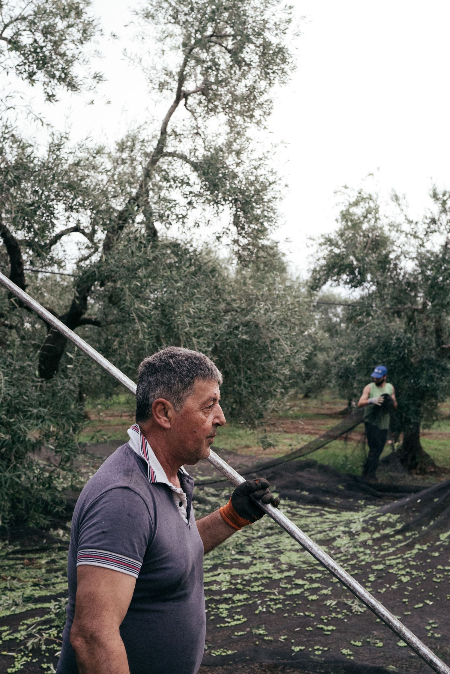 Worker carries a long harvesting pole while tending to olive trees in an orchard.
