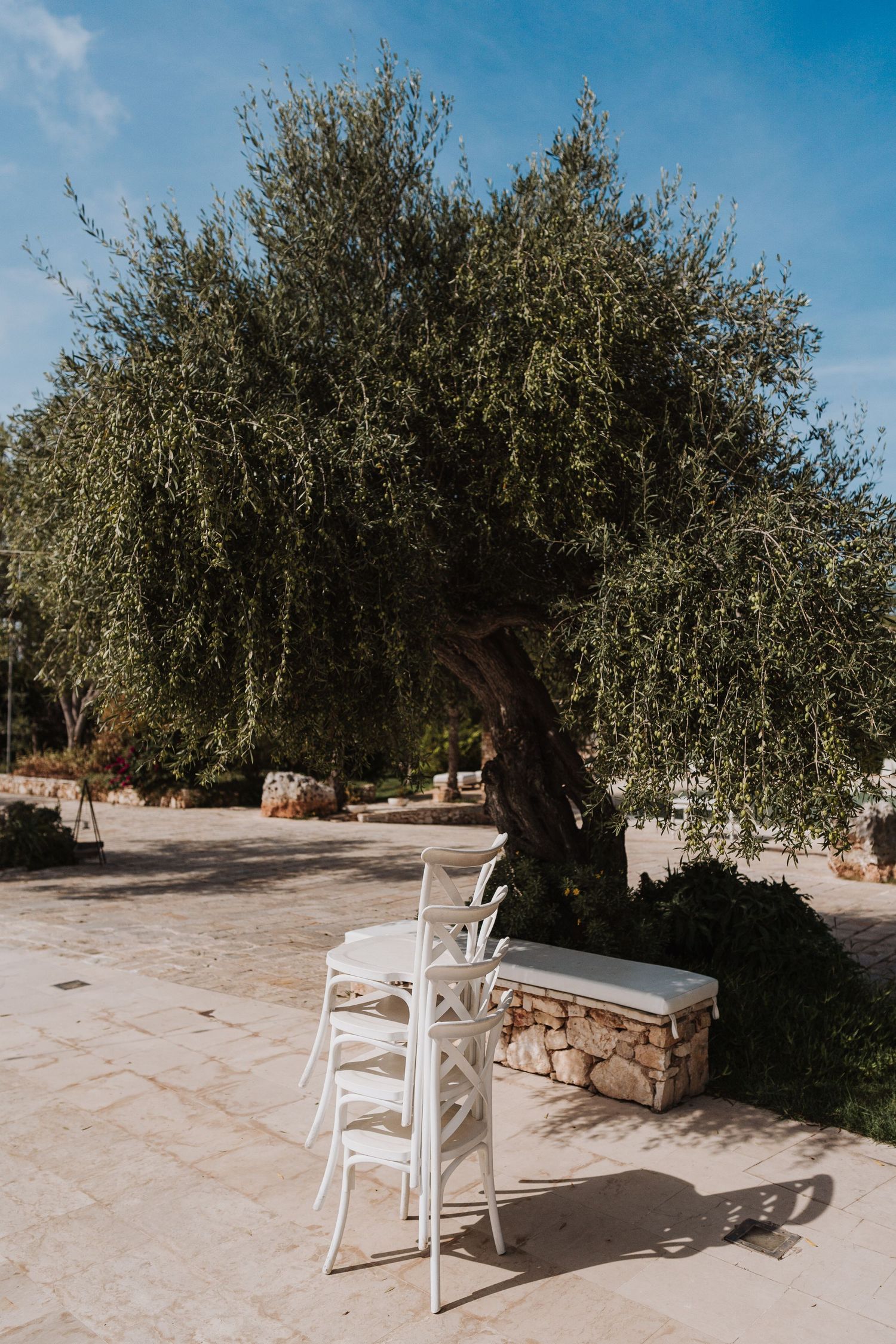White chairs arranged under an old olive tree against a bright blue sky.