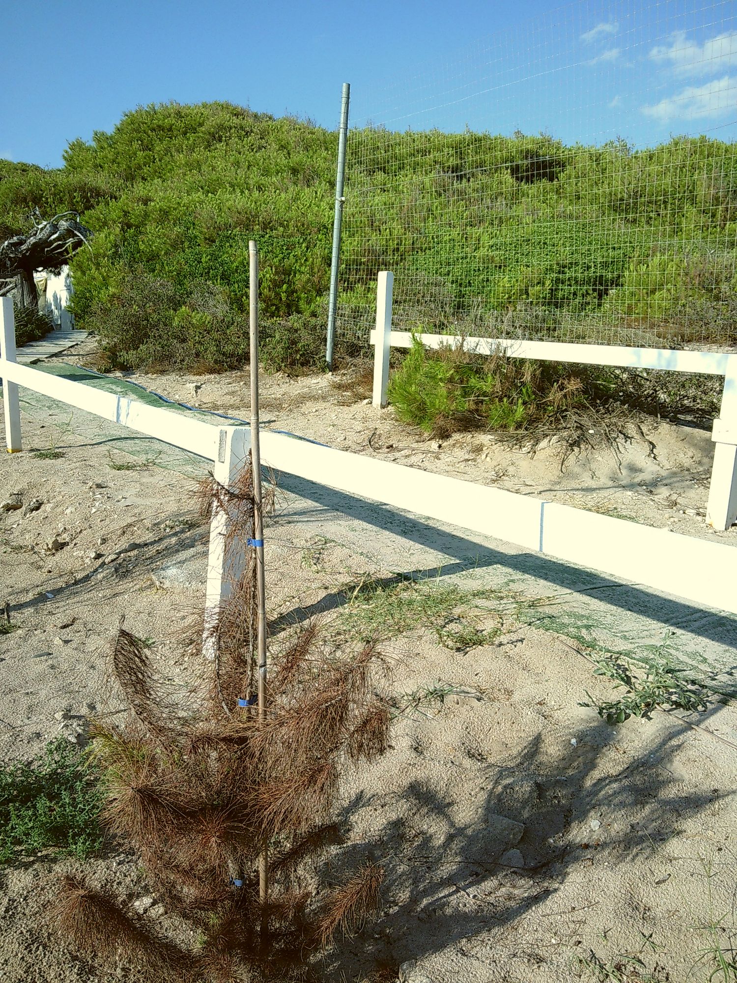 Wooden fence posts and poles on a sandy beach with green vegetation in the background.