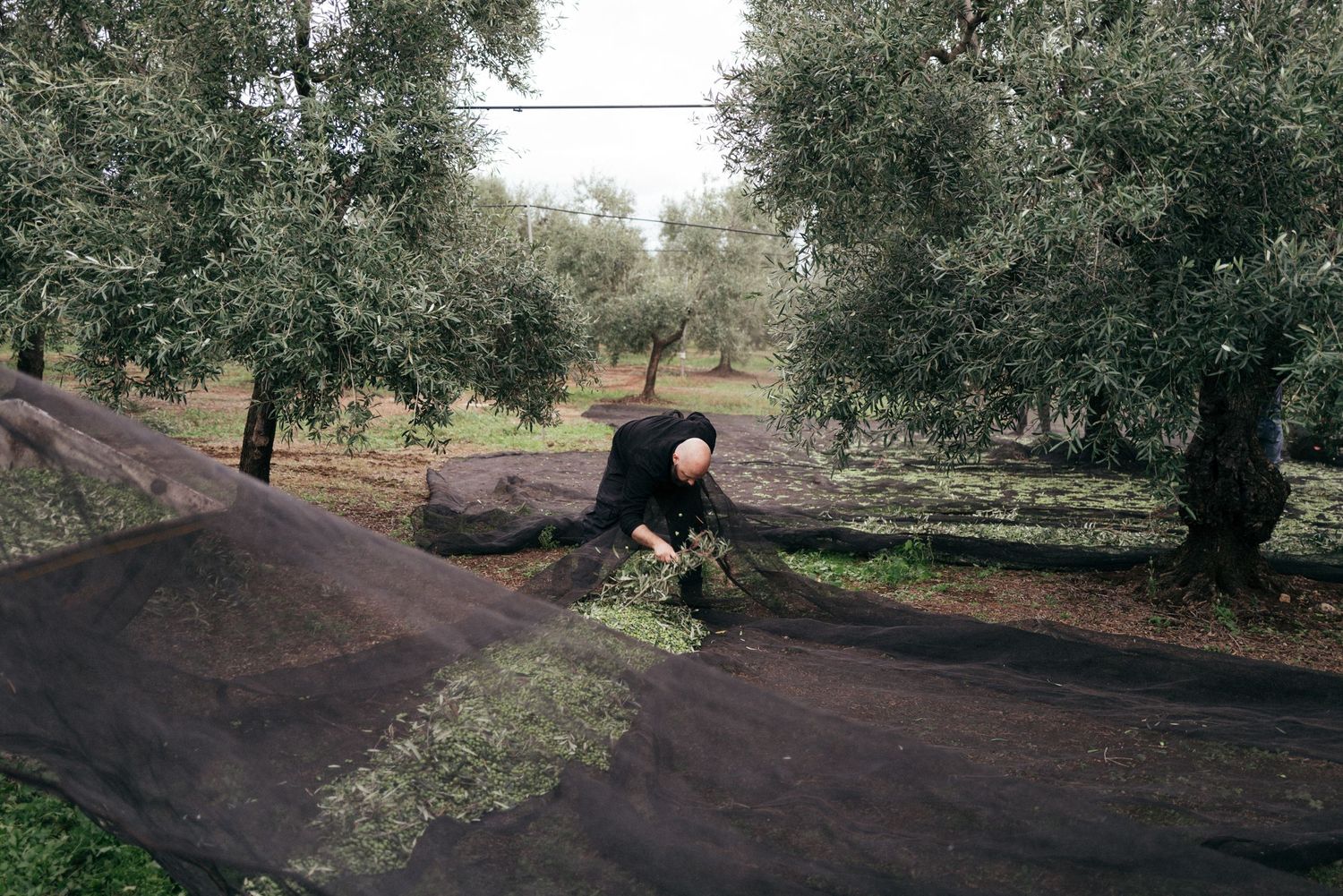 A person works in an olive grove with trees and brown soil visible in the background.