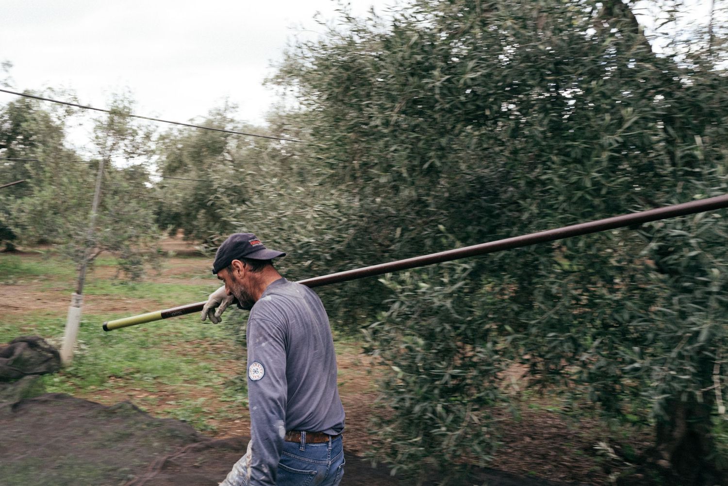 Agricultural worker carrying a long pole while working in an olive grove.