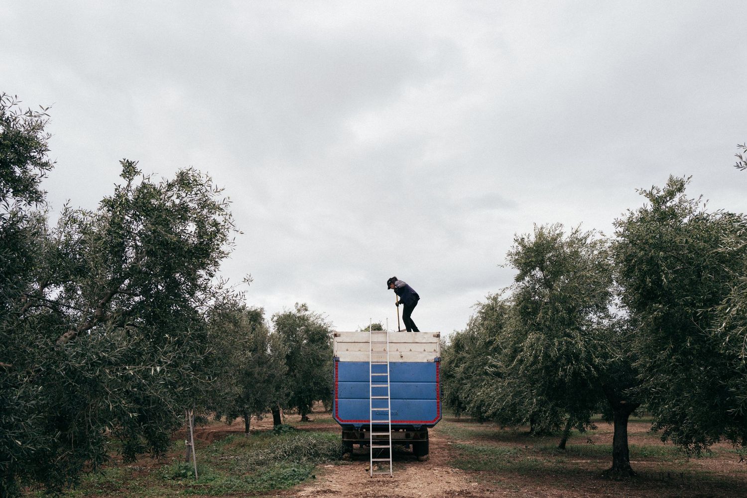 Silhouette of a person standing on top of a truck in an olive grove against a cloudy sky.