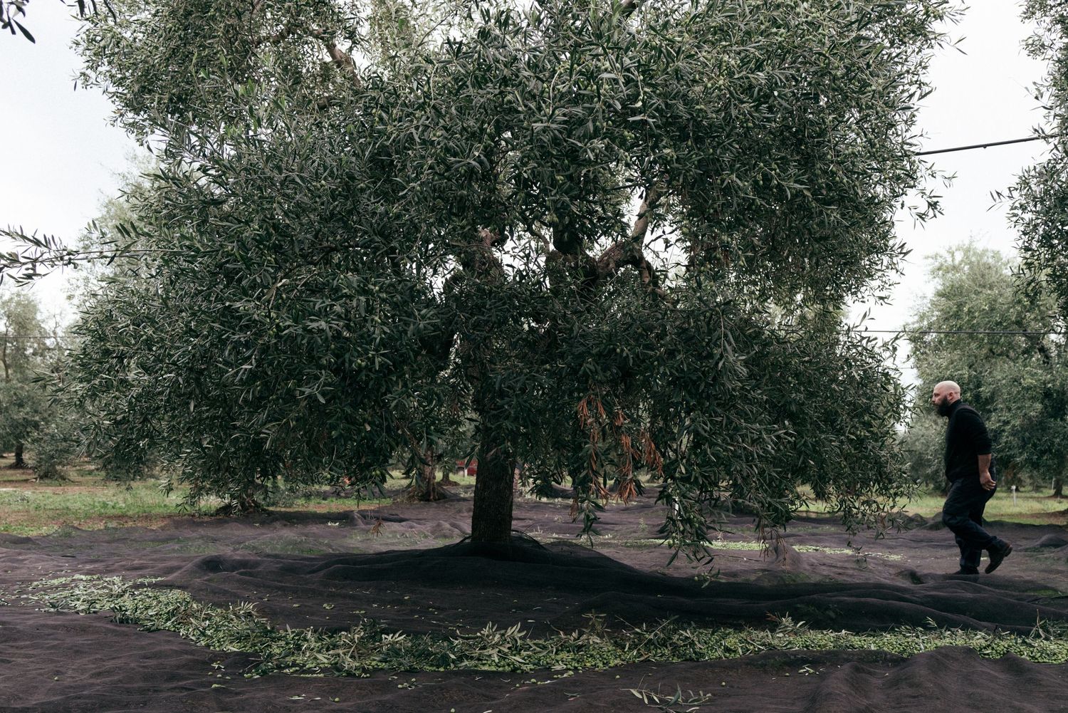 Dark nets spread beneath olive trees for collecting fallen fruit.