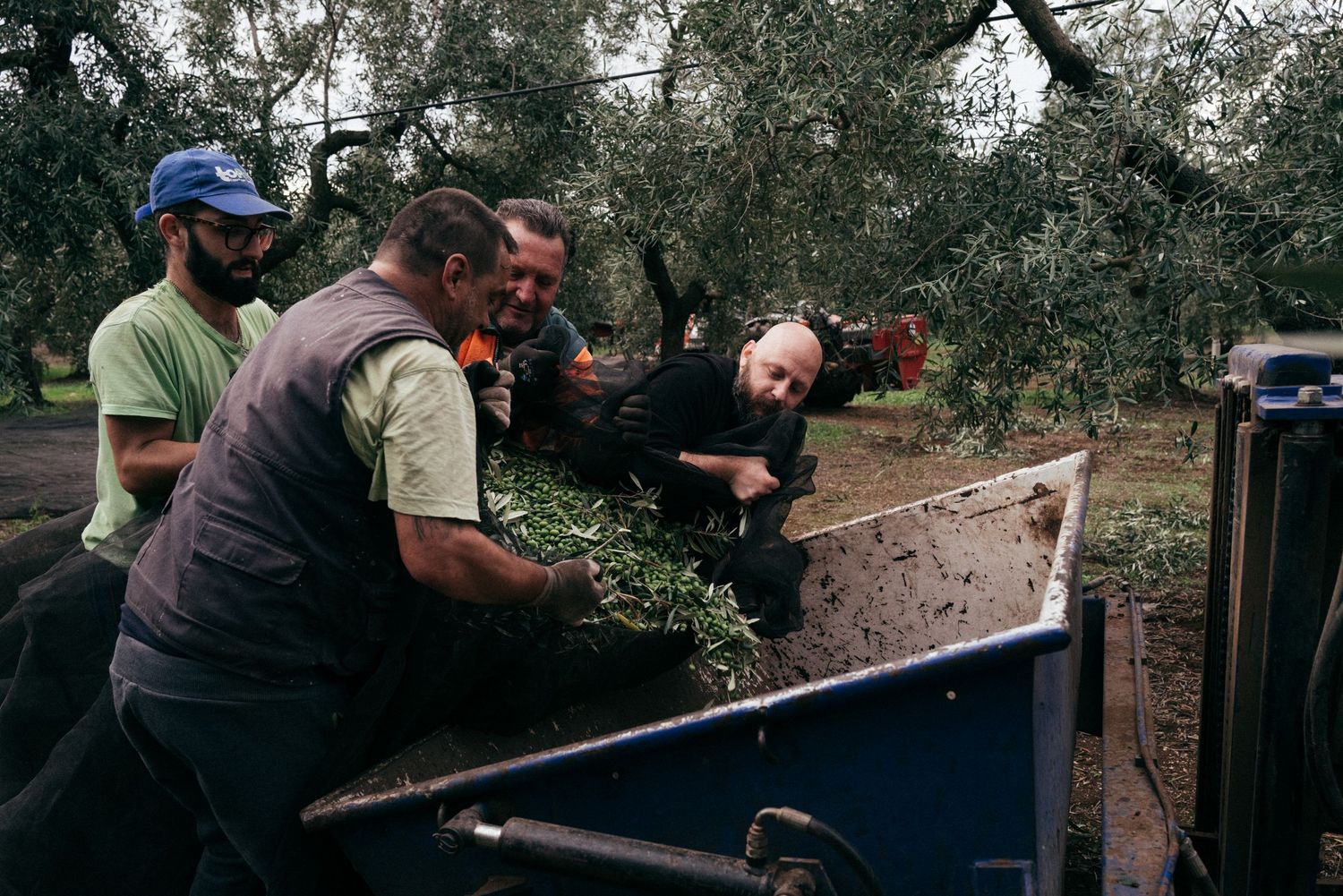 Workers processing freshly harvested olive branches in metal bin.
