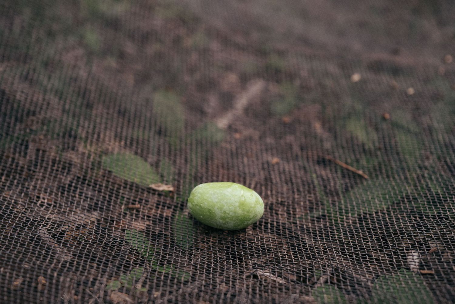 A single green olive rests on a dark textured surface in shallow focus.