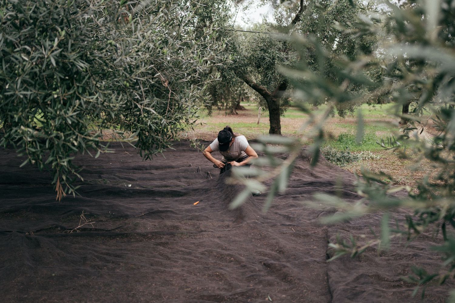 Agricultural worker harvesting olives in traditional grove using hand tools and equipment.