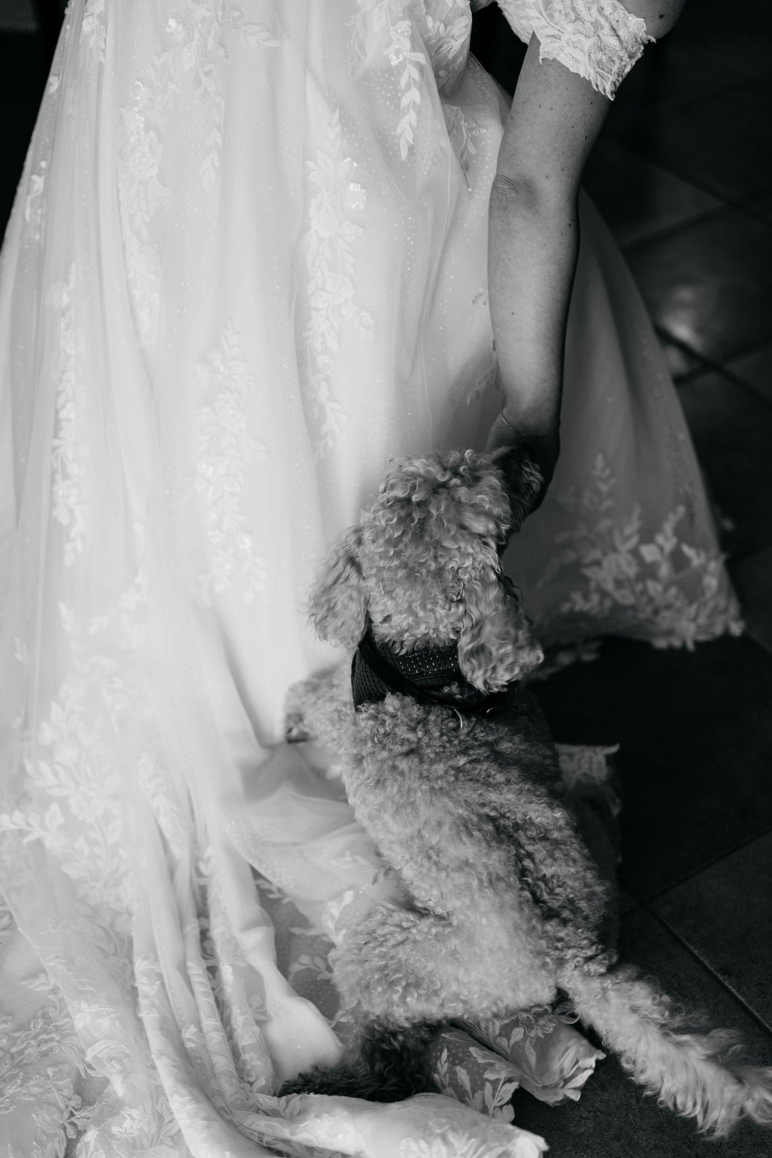 Bride in lace wedding gown holding a fluffy dog in a black and white wedding photo.