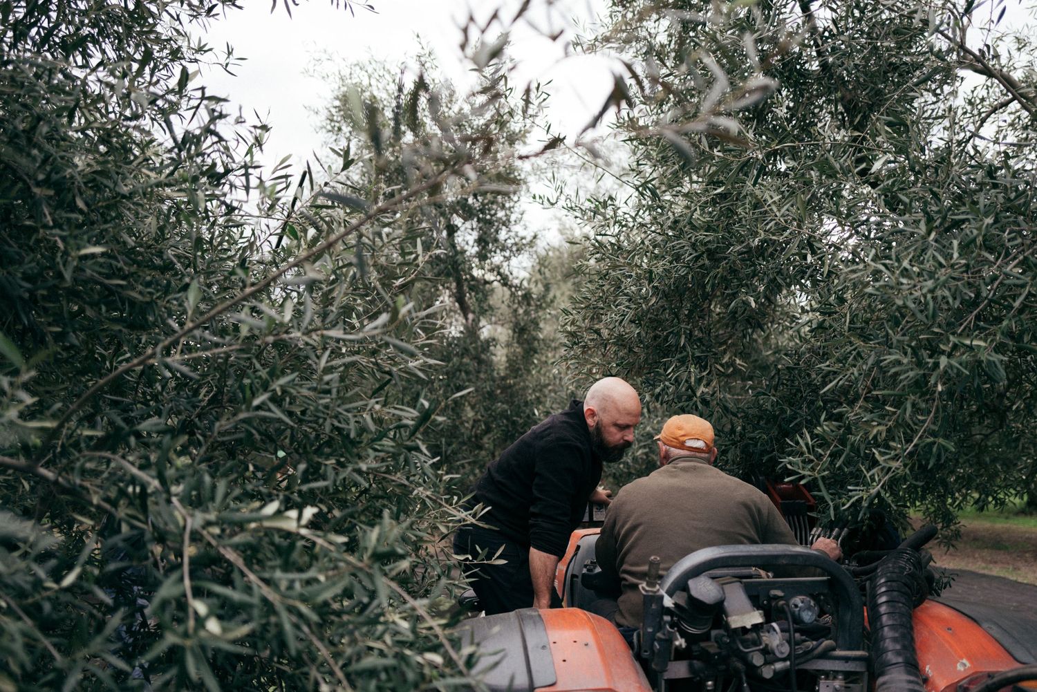 Two workers harvesting olives from trees using machinery in an orchard.