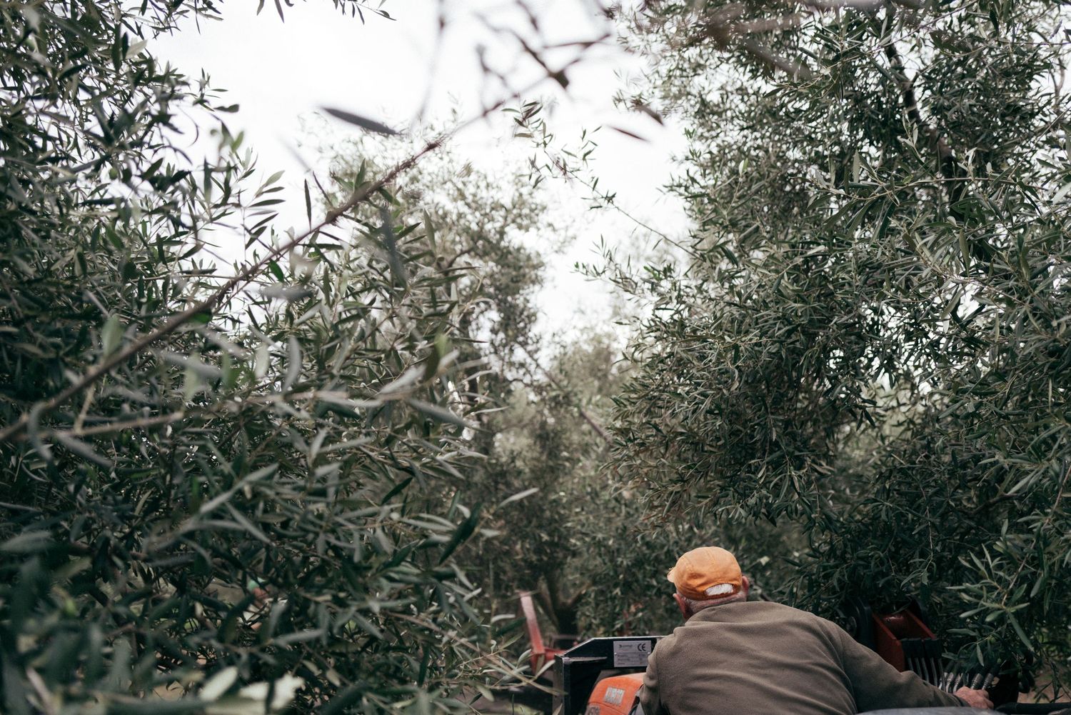 Tractor moving through olive grove during harvest with workers collecting fruit.