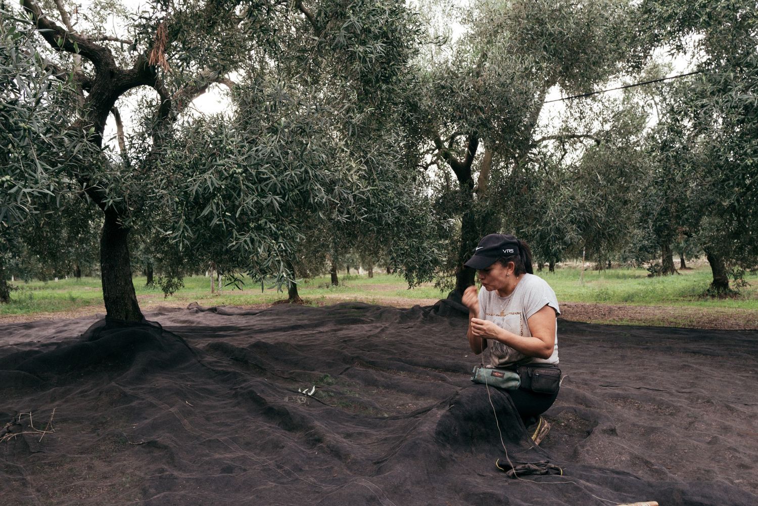 A figure crouches on dirt ground while inspecting olive trees in a grove.