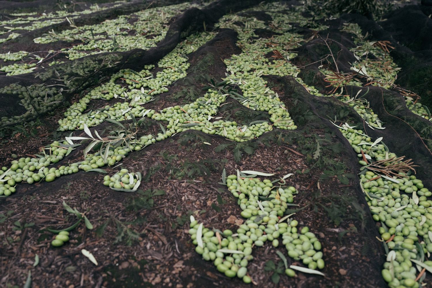 Harvested green olives scattered across dark soil beneath trees.