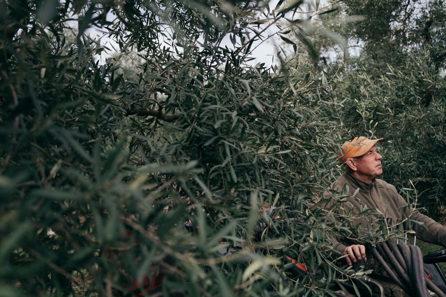 Worker among olive tree branches during harvest season wearing an orange cap.