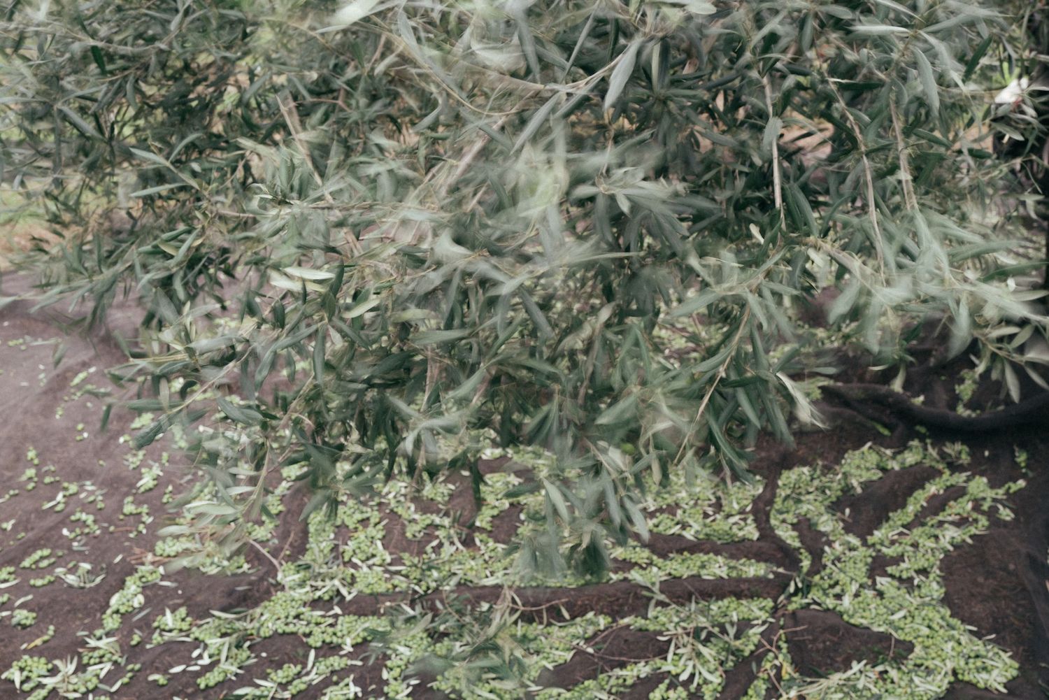 Close-up detail of olive tree branches with silvery-green leaves.