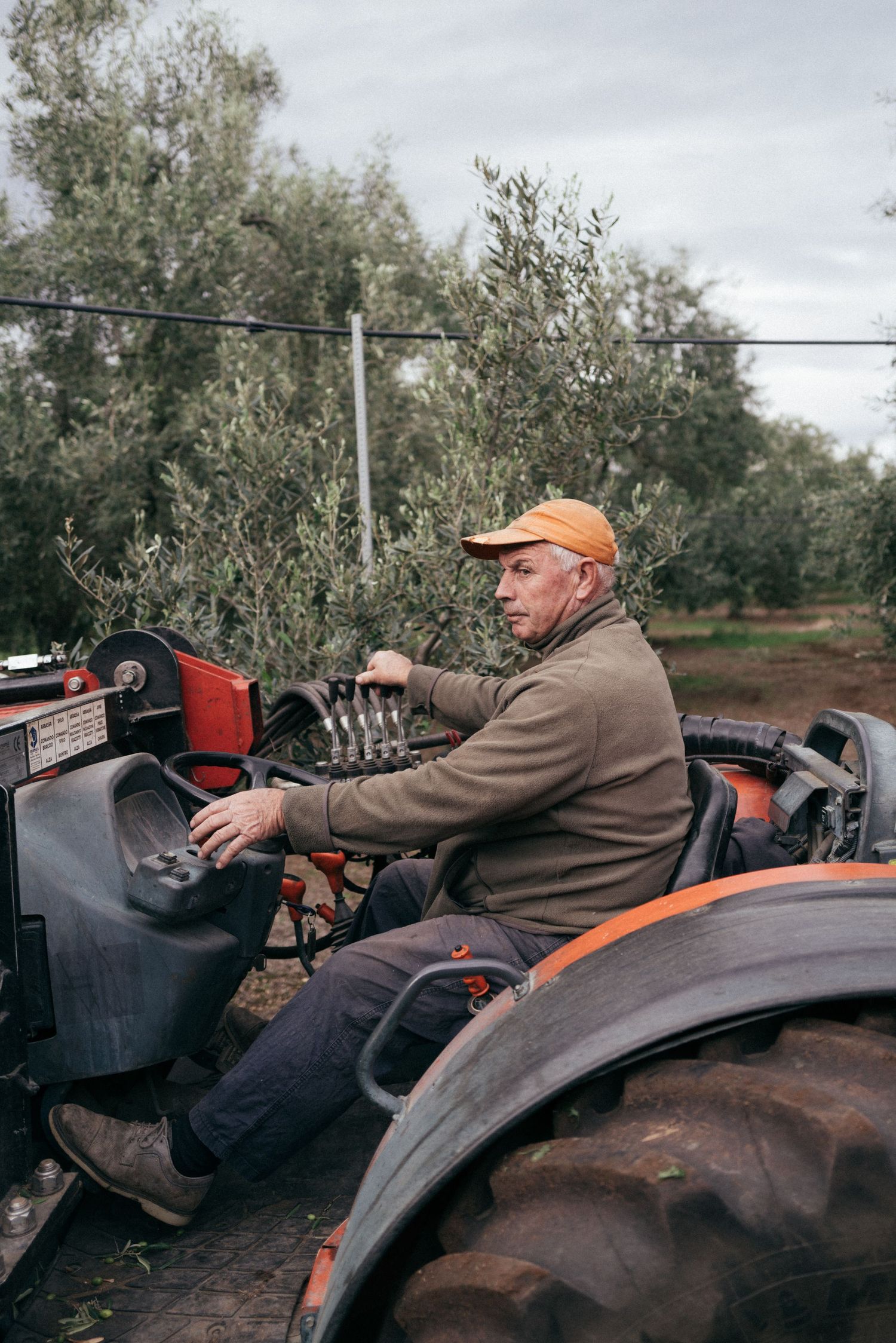 Farm worker operating a tractor between rows of olive trees during harvest time.