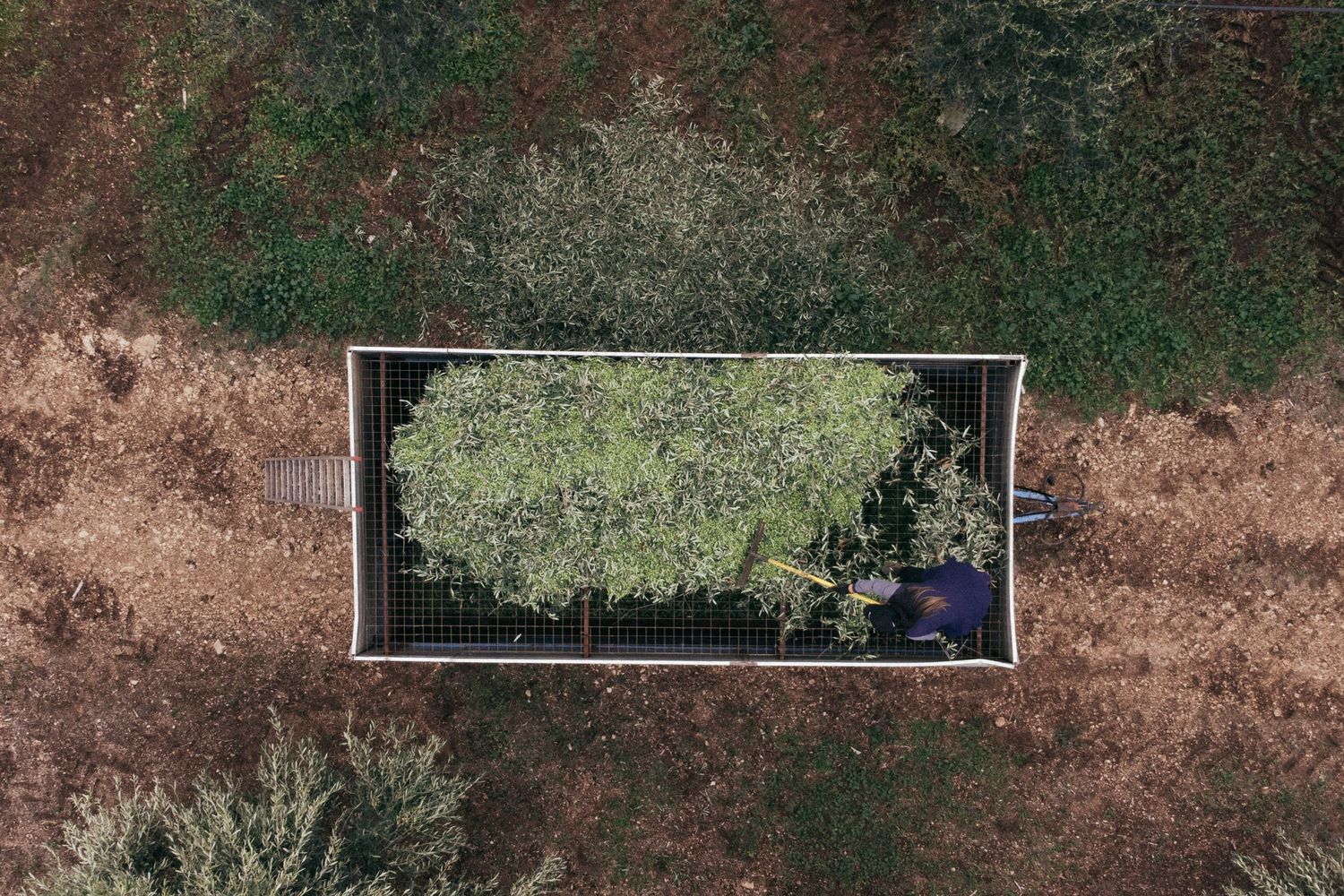 Aerial view of black harvest nets laid out in an olive grove.