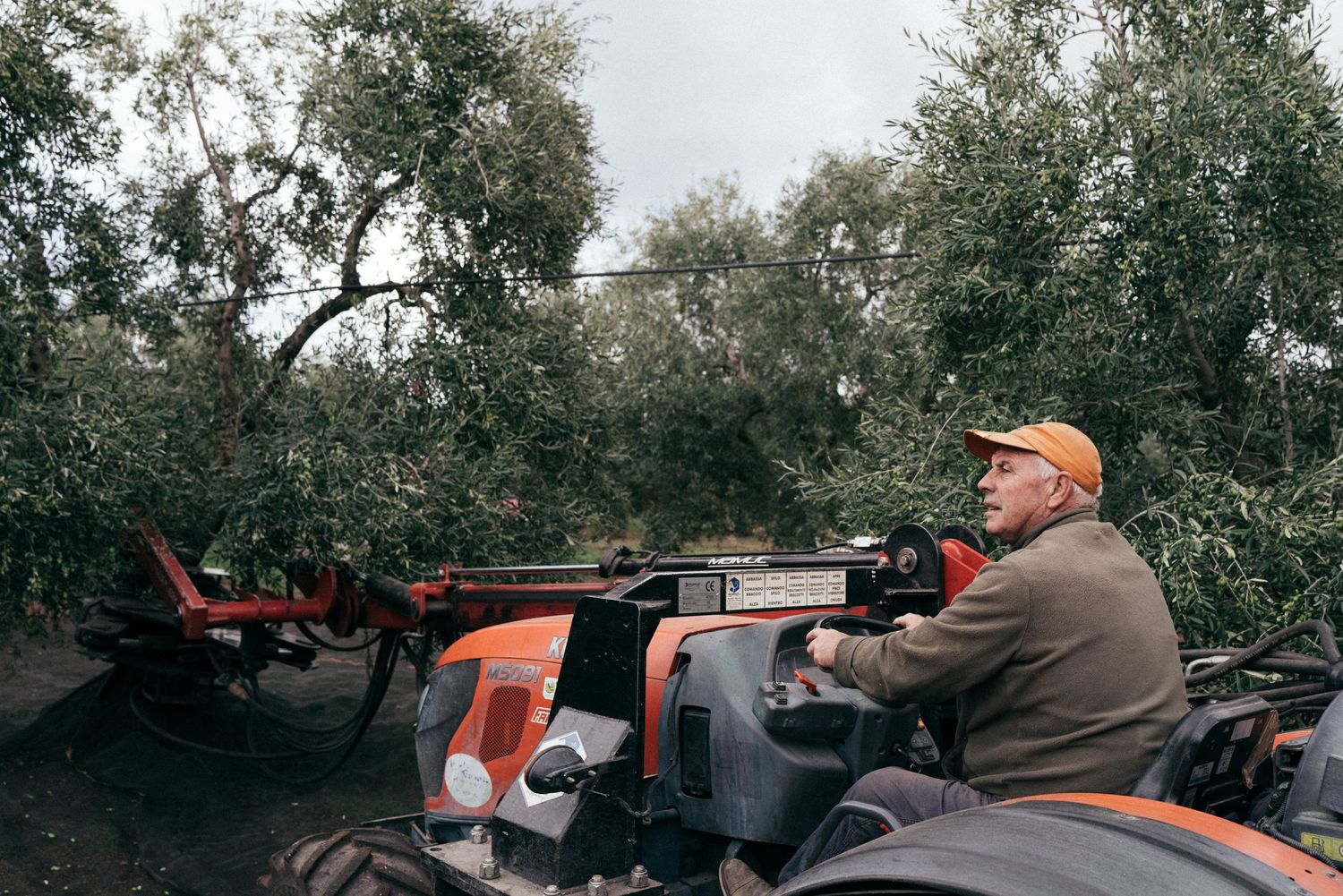 Worker operating machinery in olive grove during harvest season.