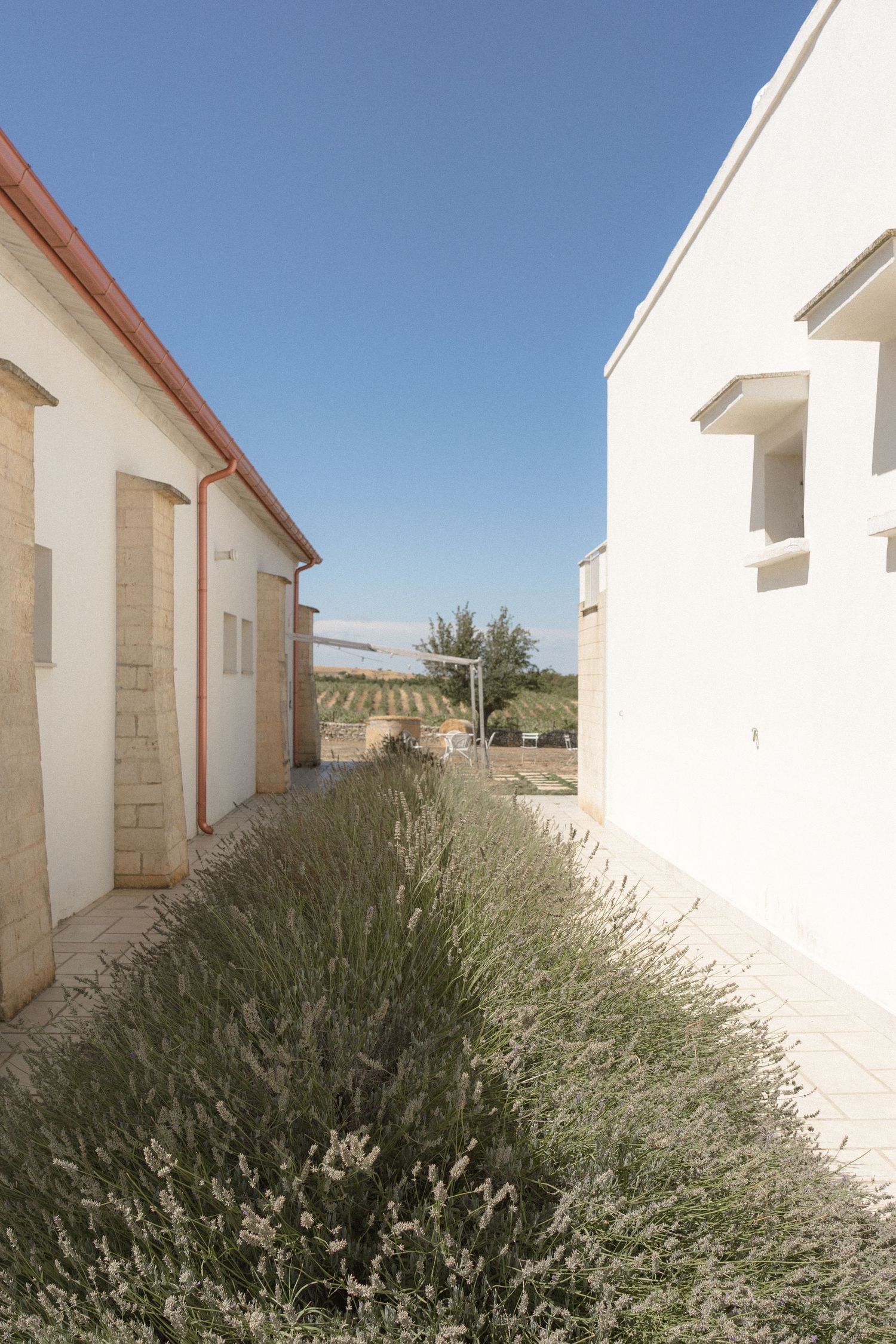 Row of white minimalist buildings with desert landscaping under blue sky.