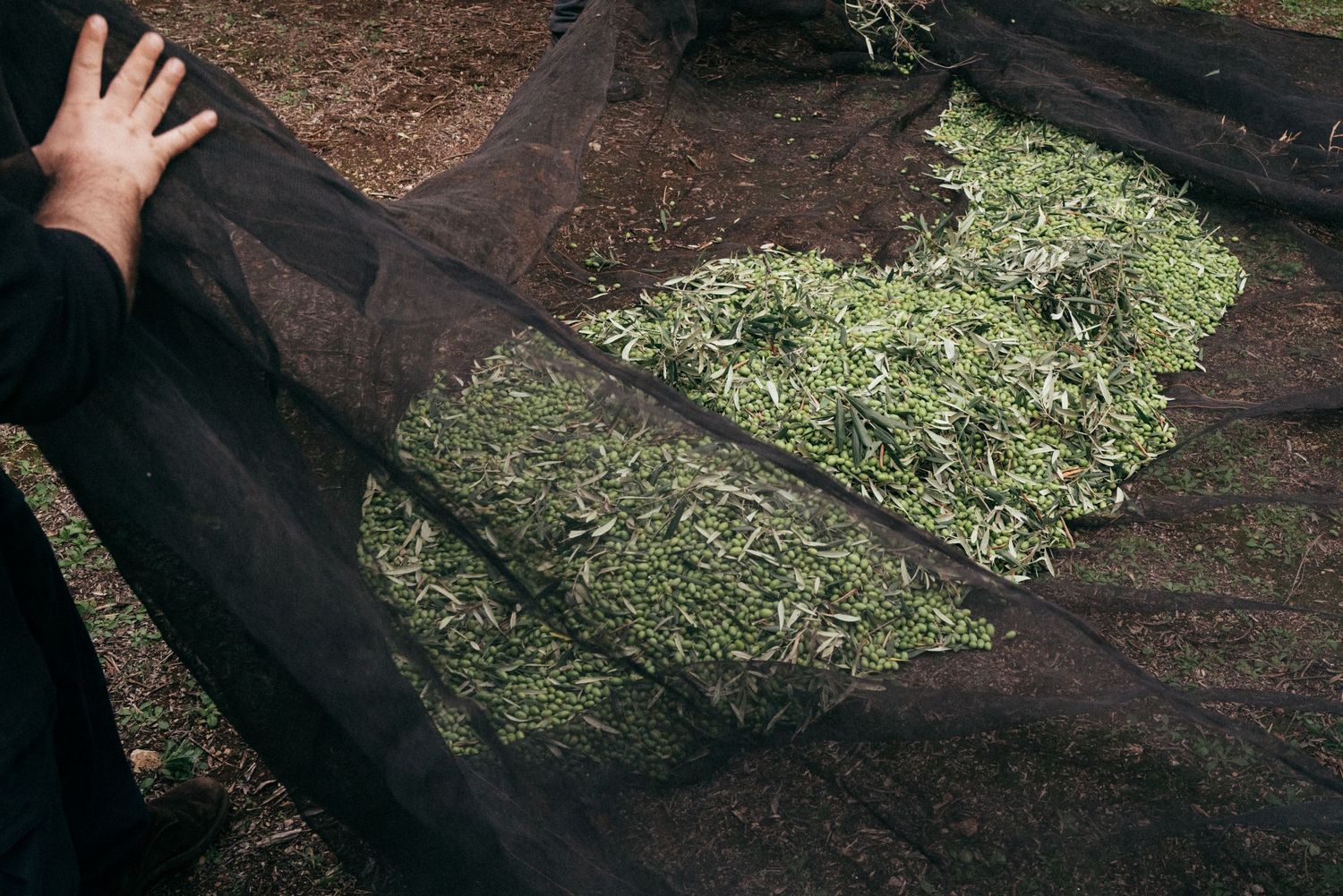 Hand spreading harvested olive branches on a black collection tarp.