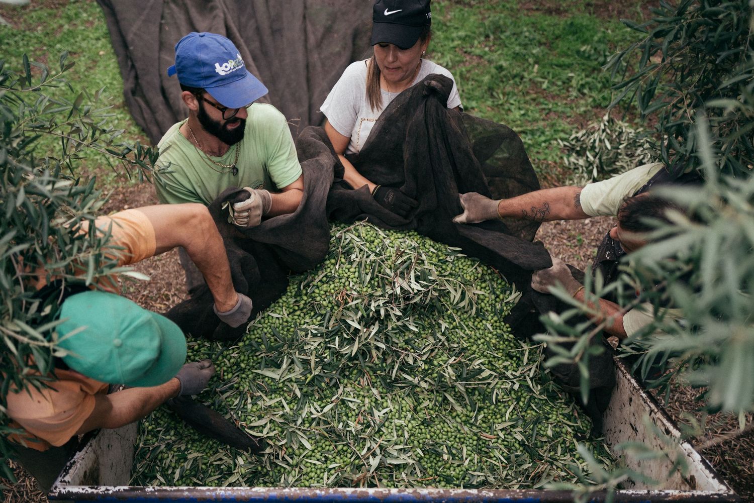 People sorting and processing freshly harvested olive branches on the ground.