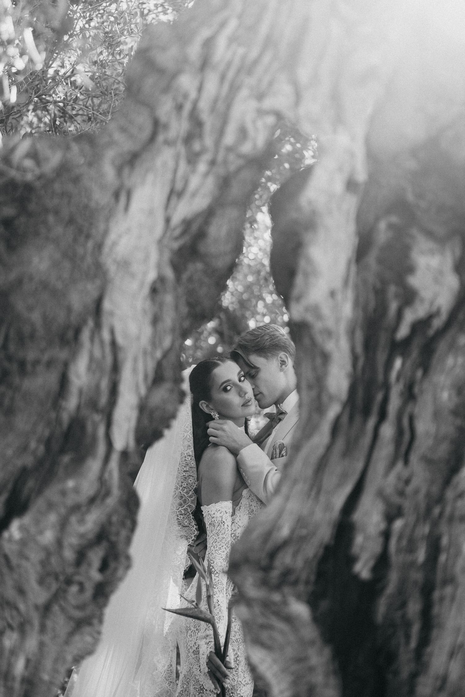 Black and white image of a bride and groom embracing between large weathered olive tree trunks.