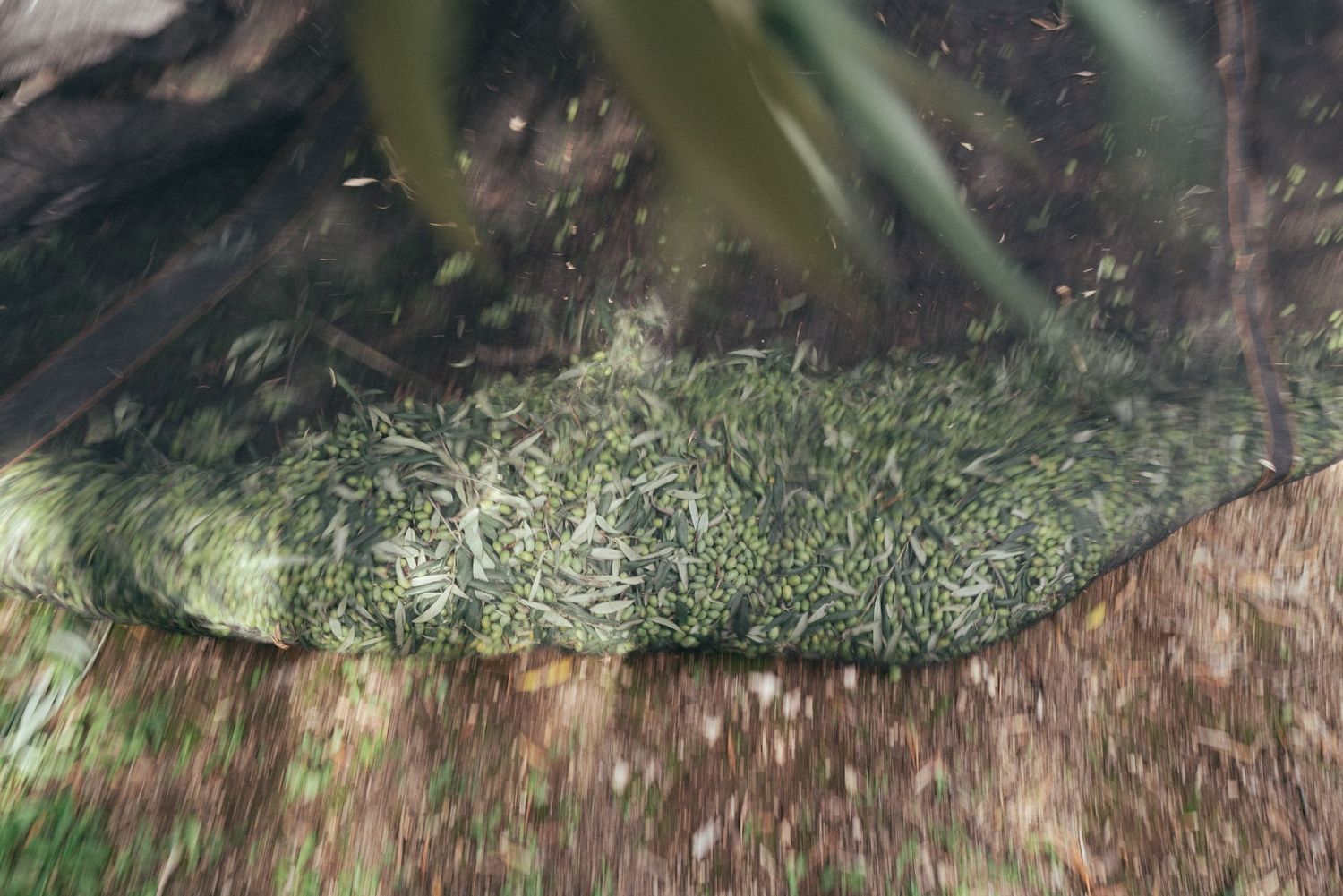Freshly harvested olive branches and leaves spread on a dark ground cover.