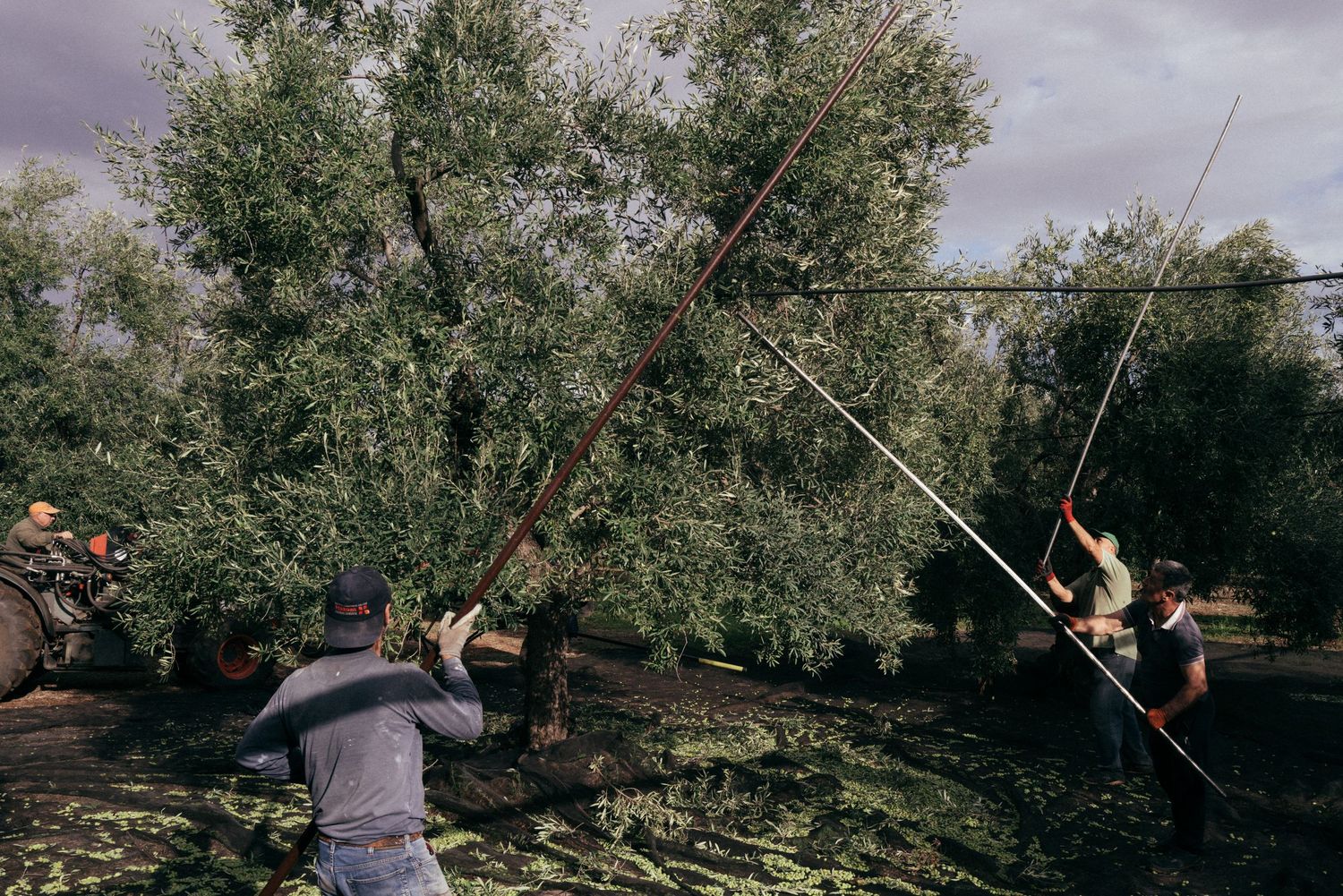 Workers using long poles to harvest olives from trees in a grove.
