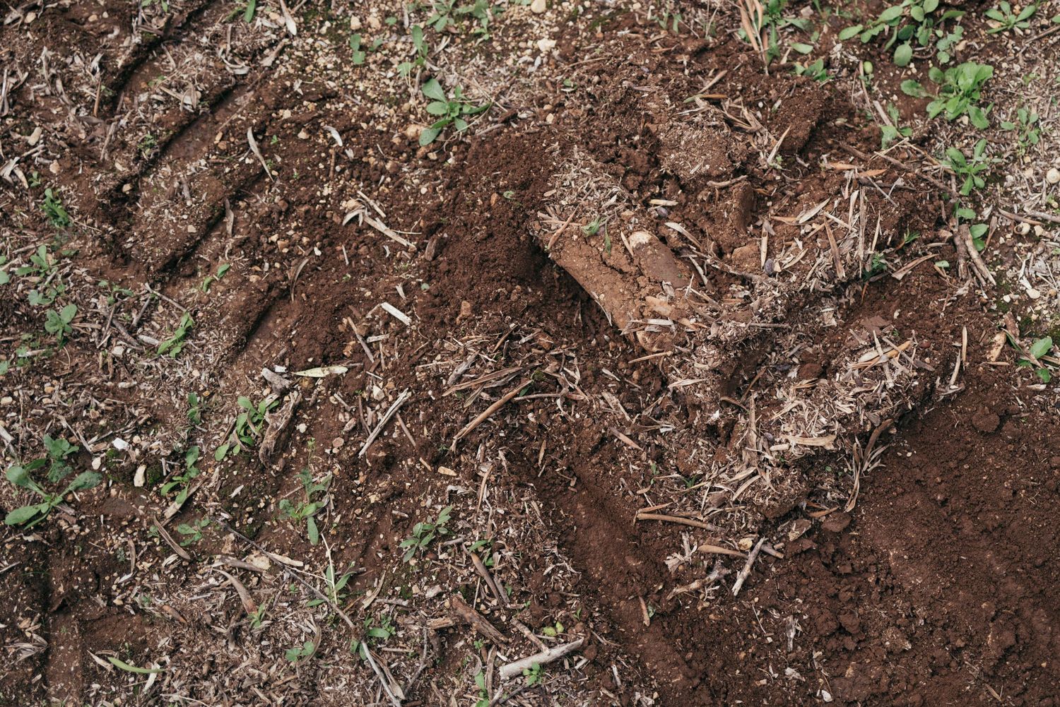 Detailed view of fertile soil with roots and organic matter visible.