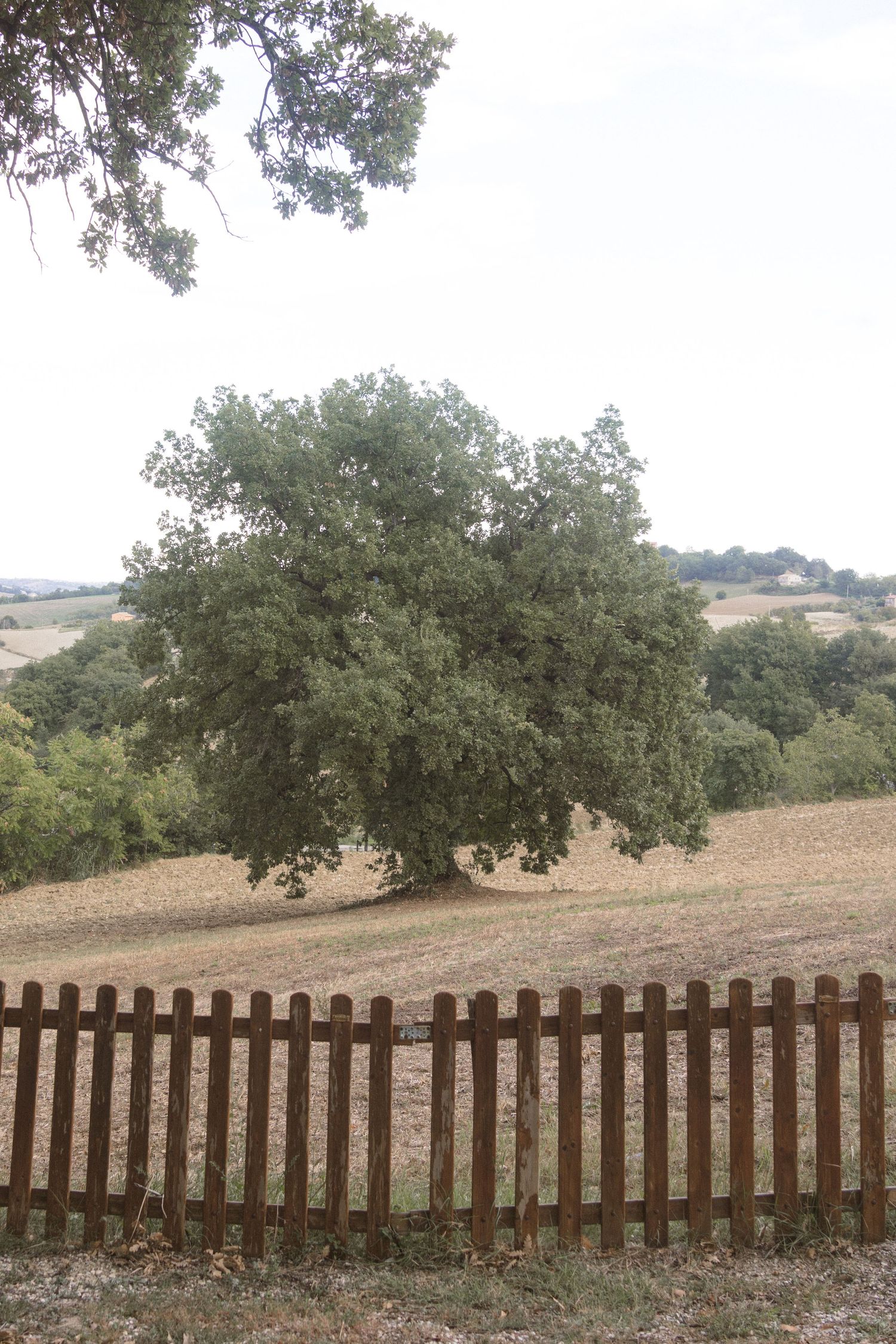 Rural landscape with wooden fence and oak trees on rolling hills in the countryside.