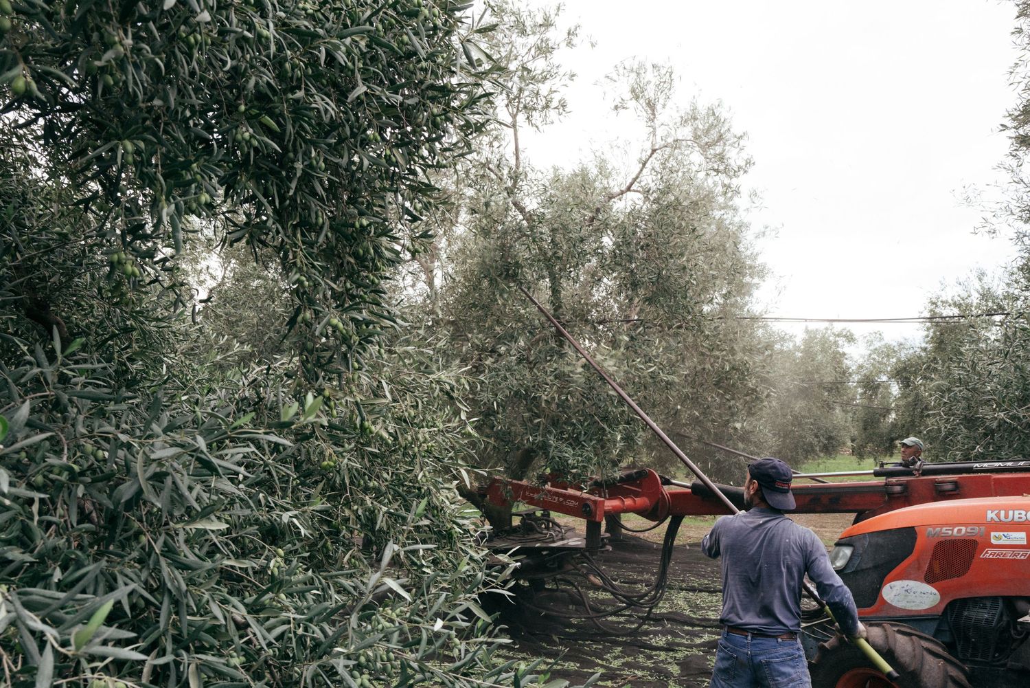 Person operating farm equipment between rows of olive trees during harvest season.