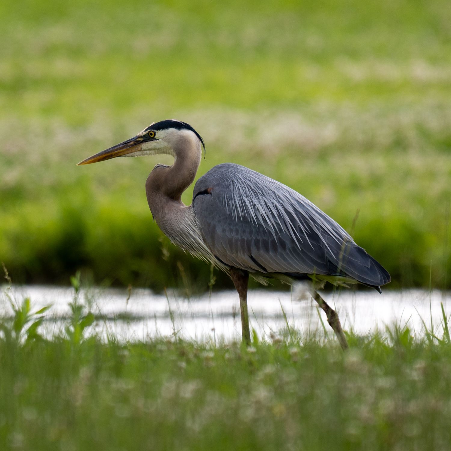A great blue heron wades through shallow water while hunting for fish in a wetland area.
