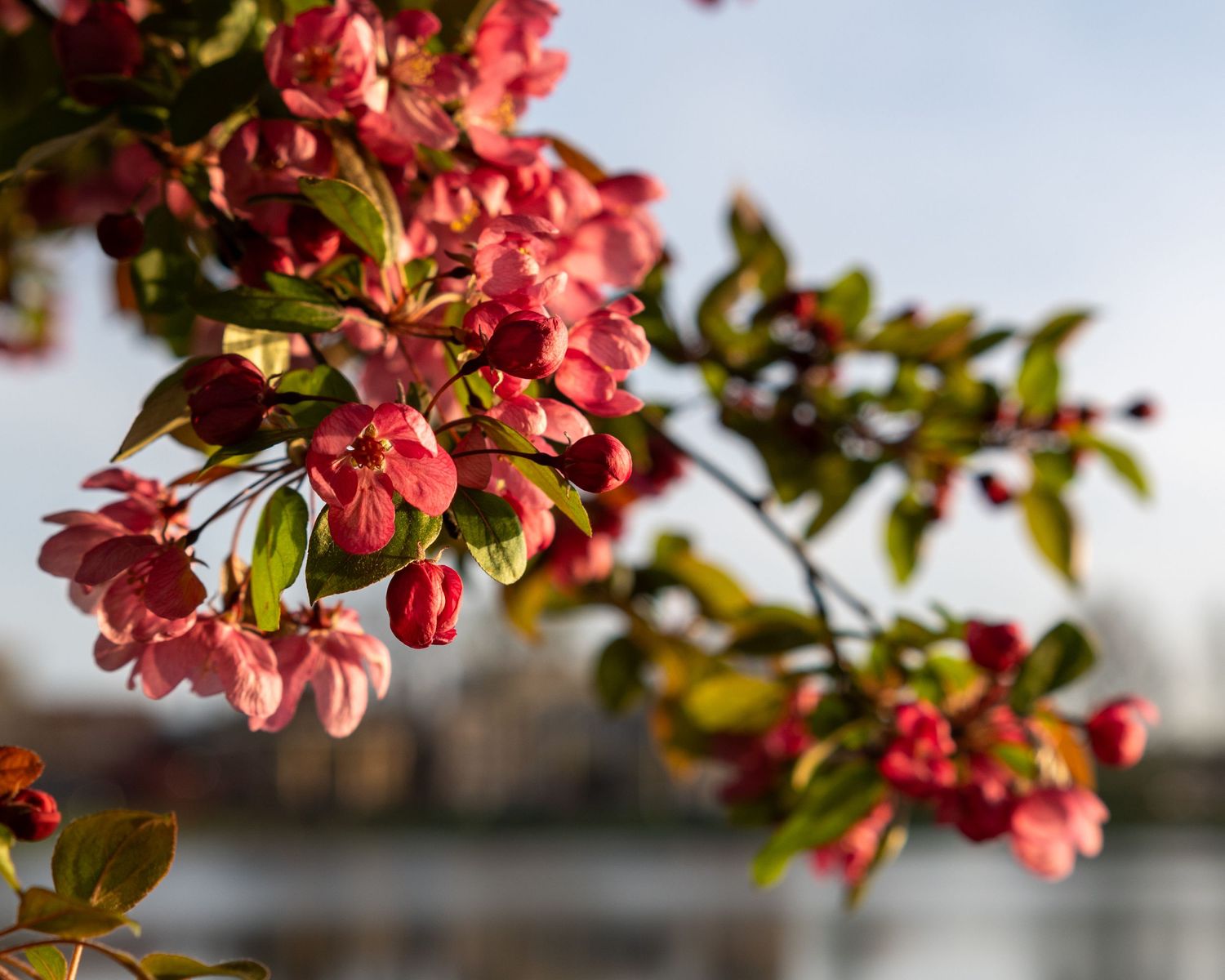 Pink crabapple blossoms bloom against a soft blurred background in springtime.