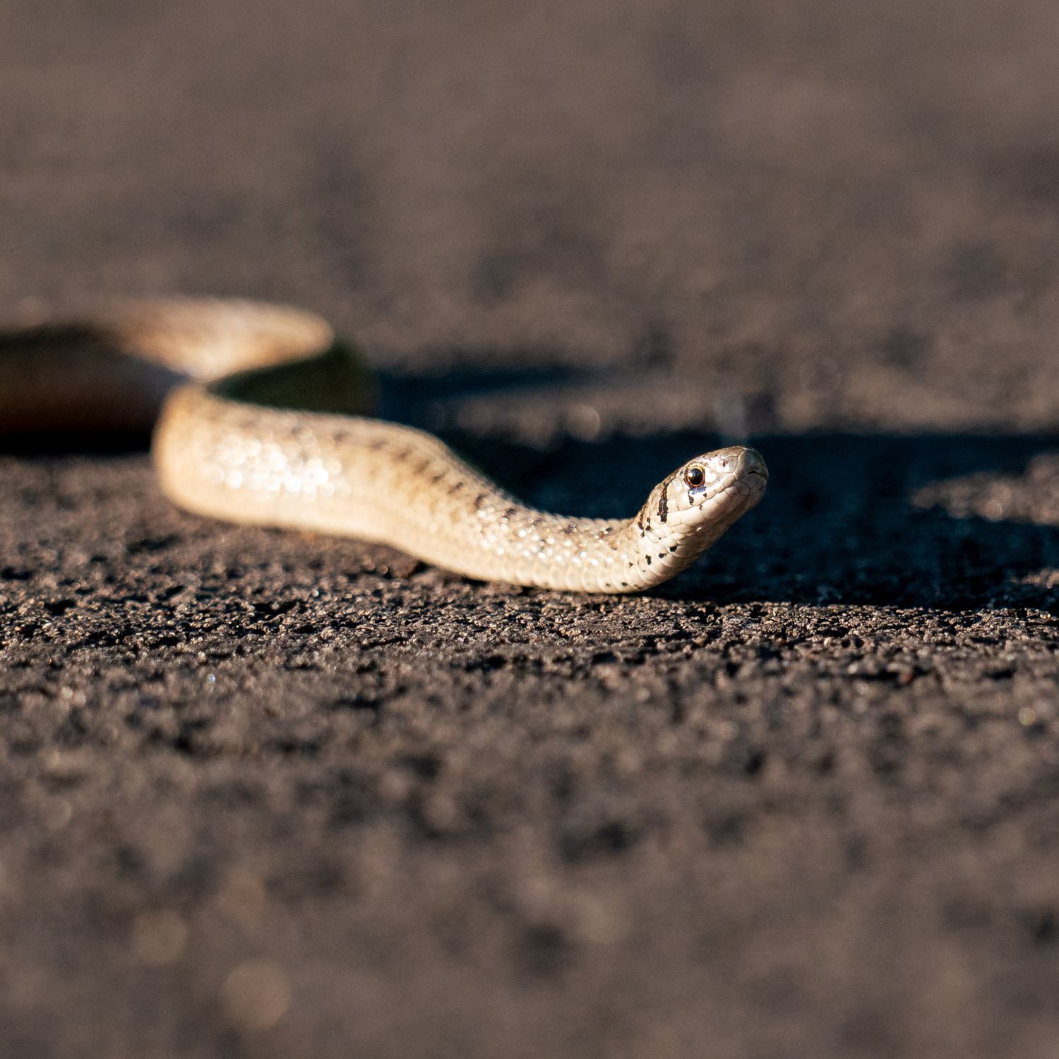A small pale snake slithers across dark sandy ground in close-up macro photography.