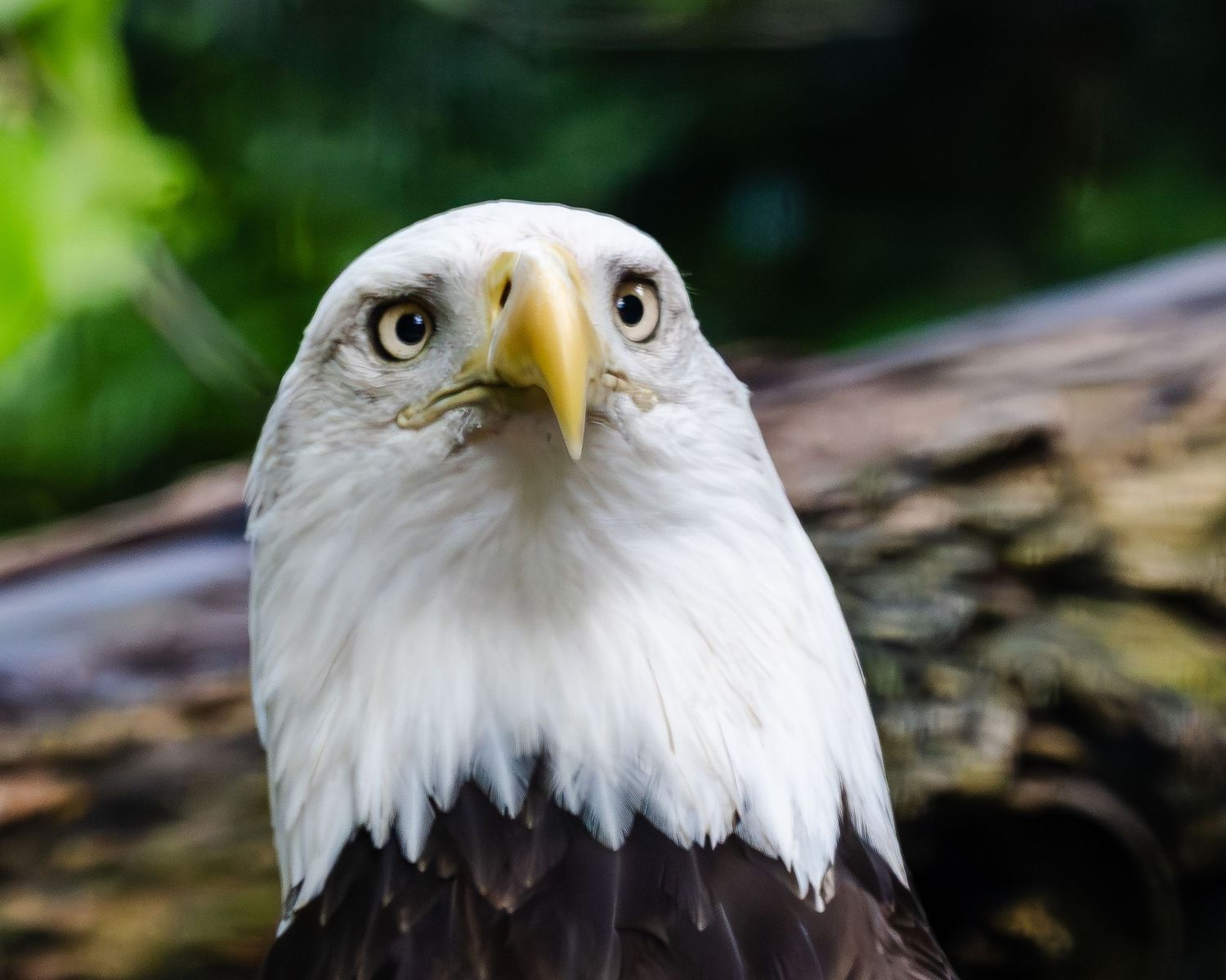 Bald eagle head close-up showing distinctive white feathers and sharp yellow beak.