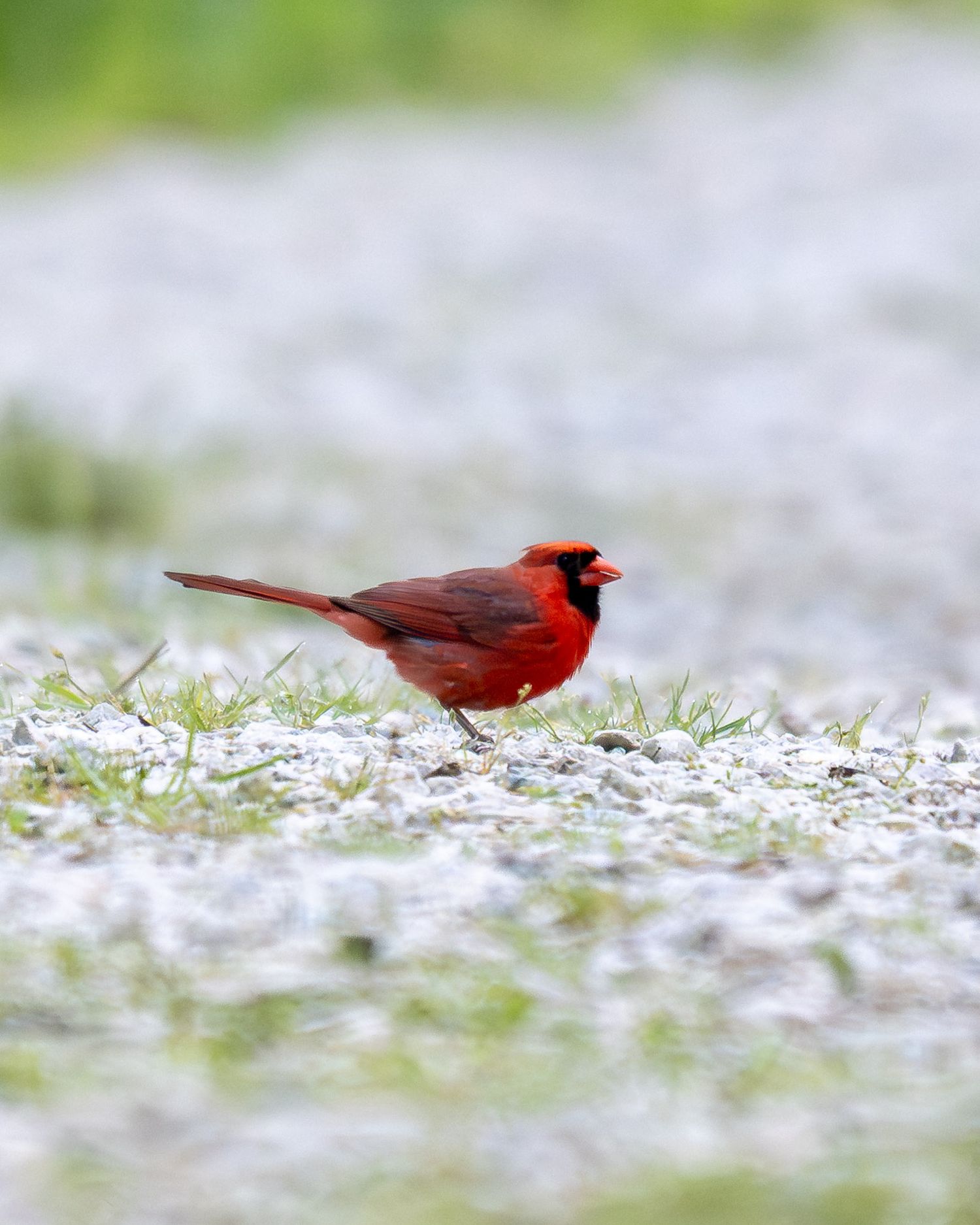 A bright red male Northern Cardinal bird foraging on the ground in a sequence of photos.